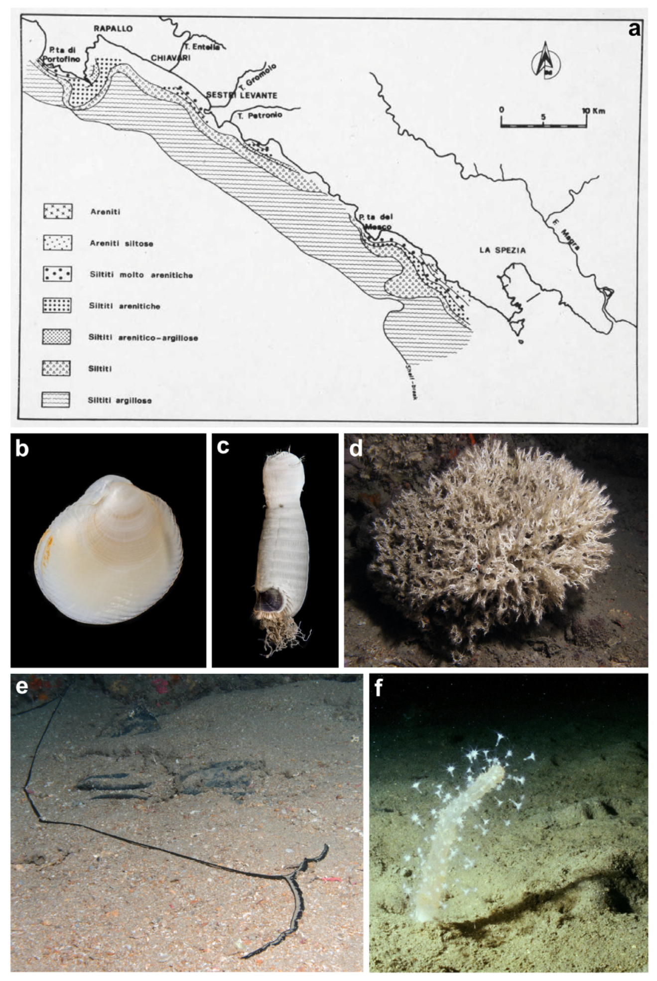 Diversity 16 00629 g012 Diversity 16 00629 g012