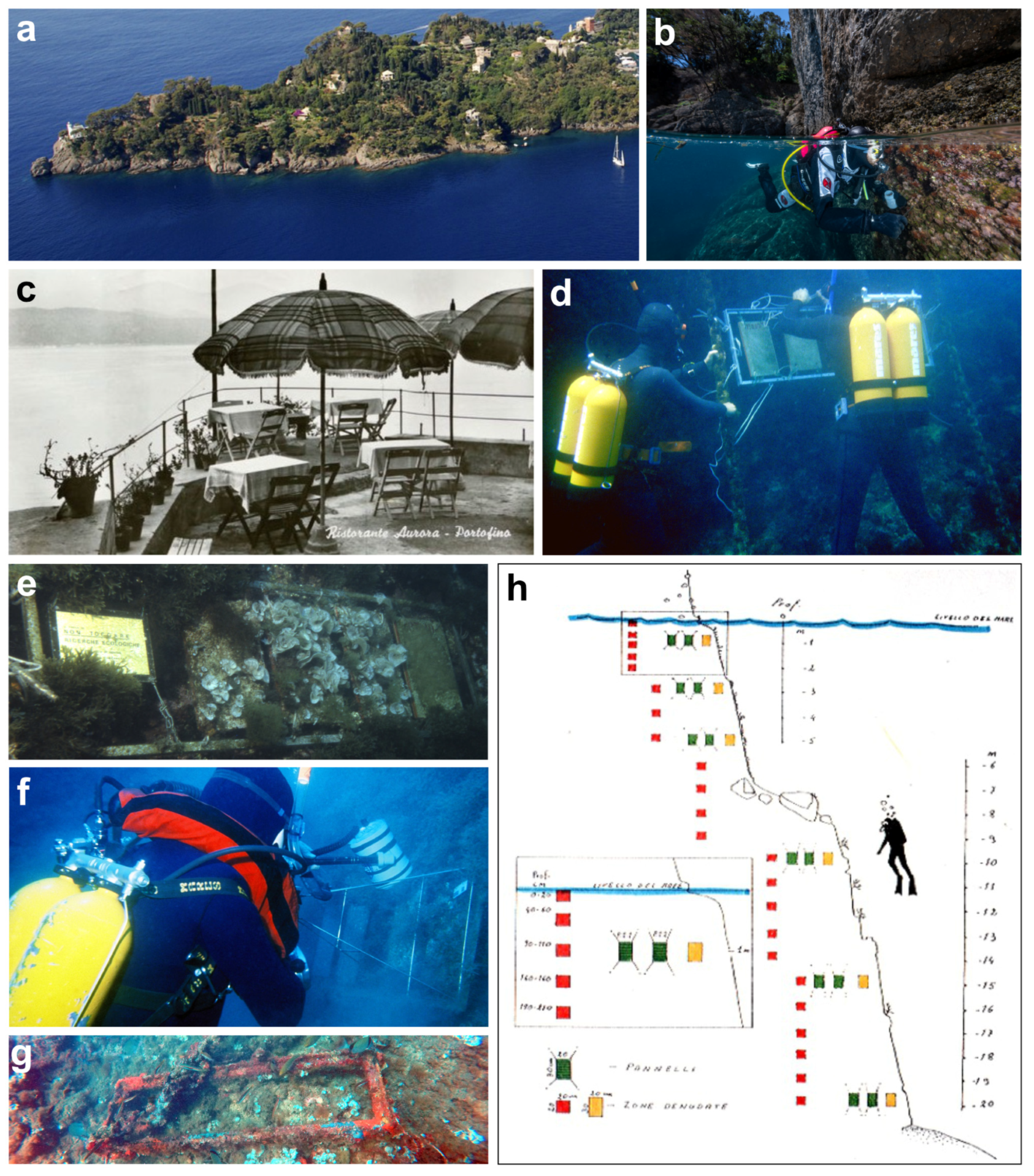 Diversity 16 00629 g017 Diversity 16 00629 g017