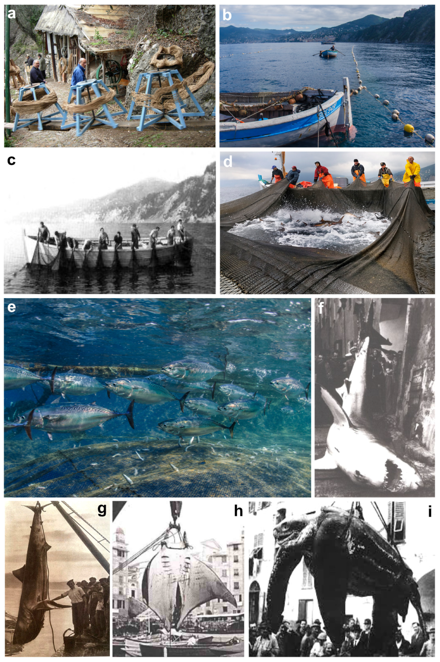 Diversity 16 00629 g021 Diversity 16 00629 g021