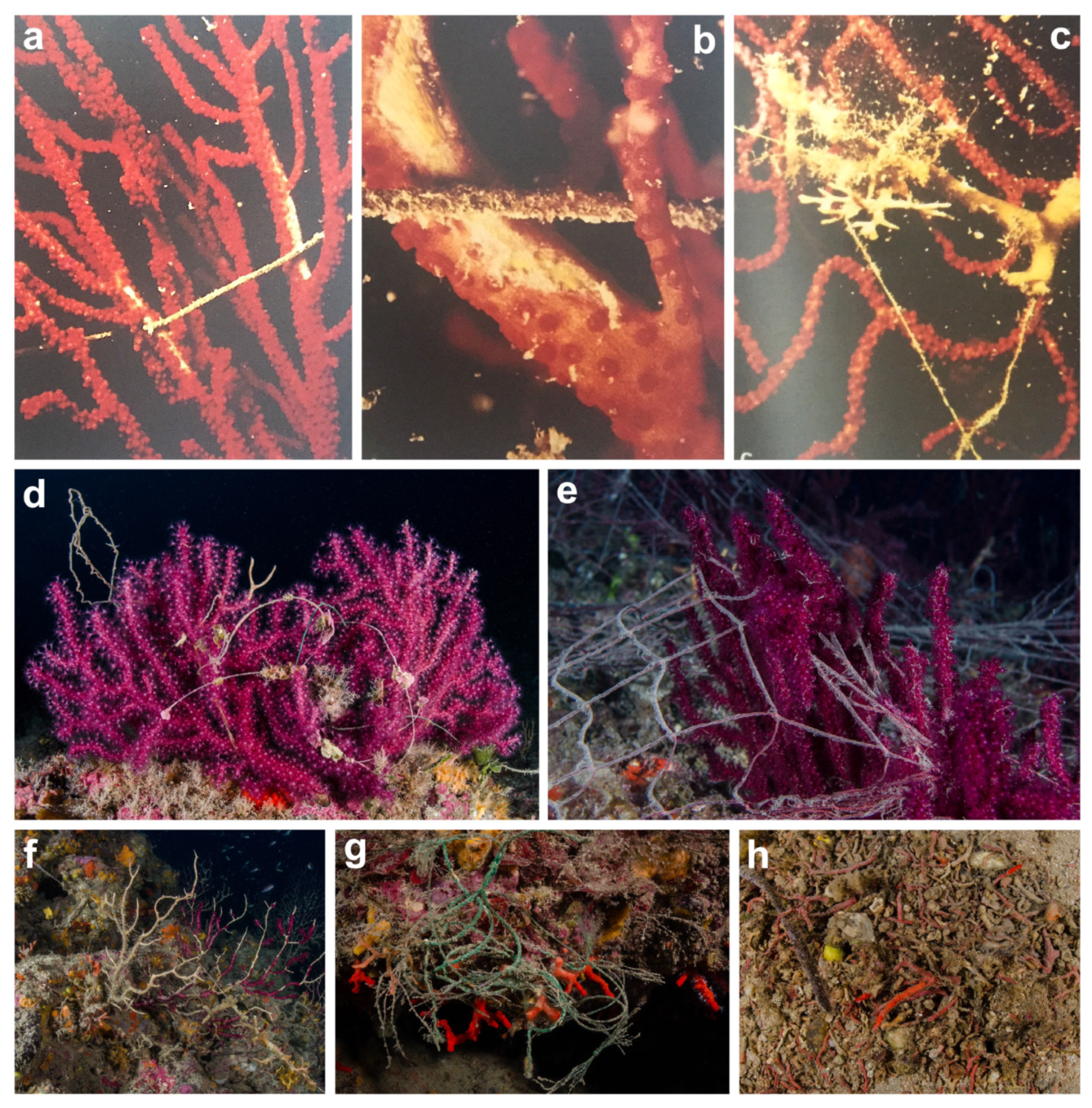 Diversity 16 00629 g023 Diversity 16 00629 g023