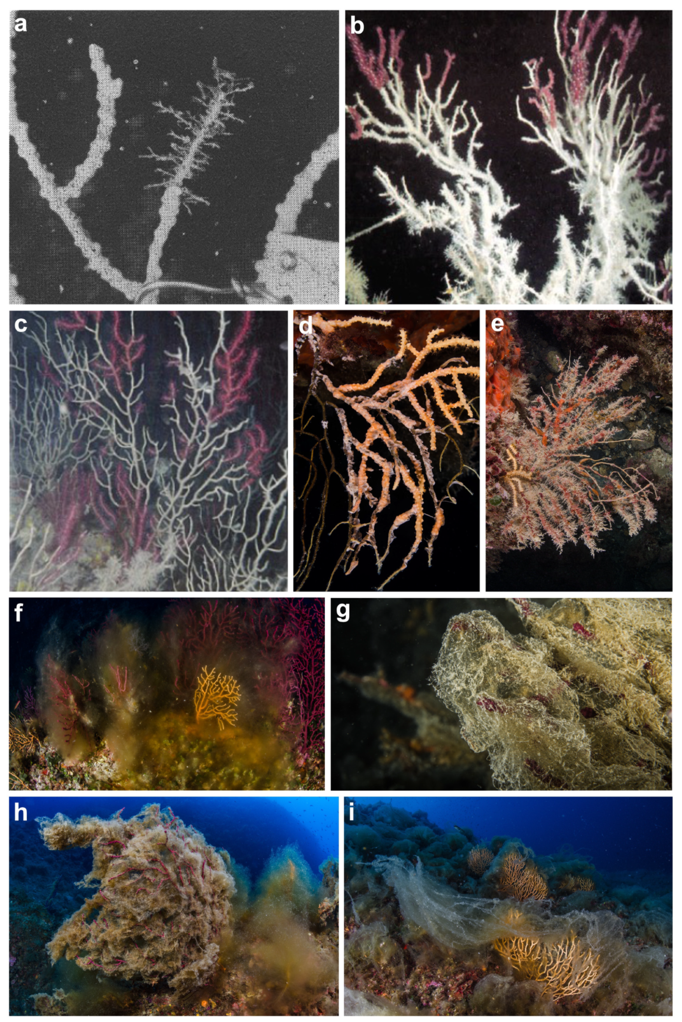 Diversity 16 00629 g024 Diversity 16 00629 g024