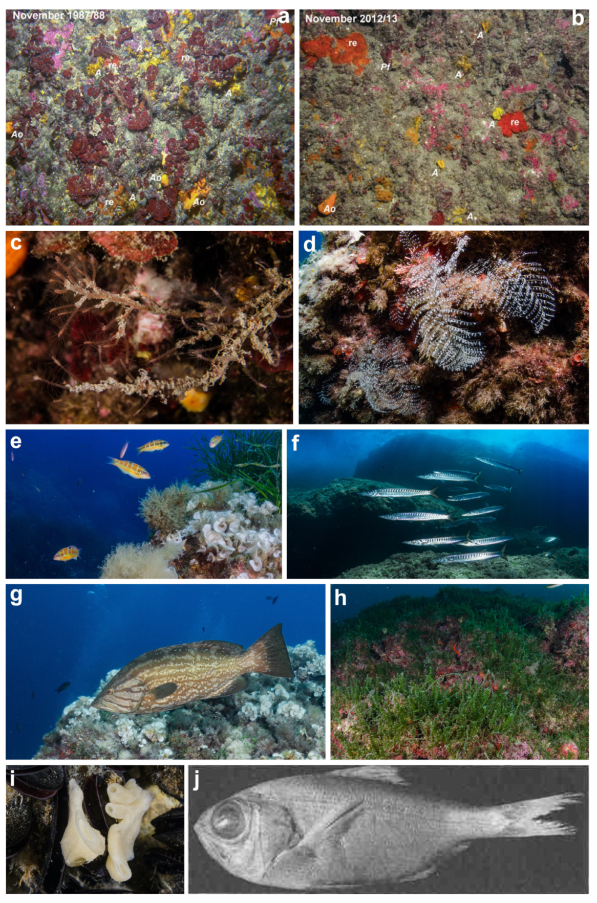 Diversity 16 00629 g025 Diversity 16 00629 g025