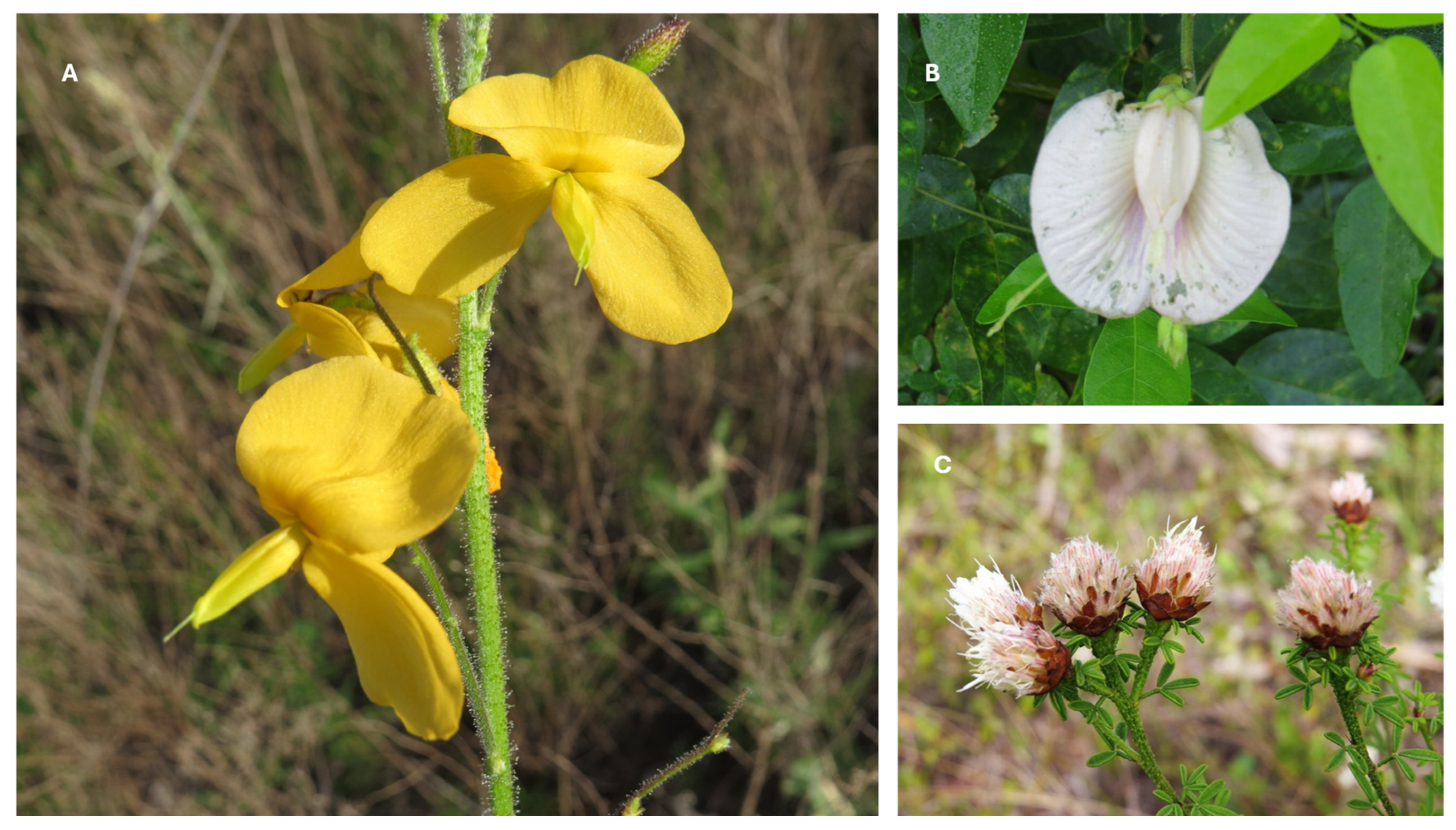 Diversity 16 00705 g003