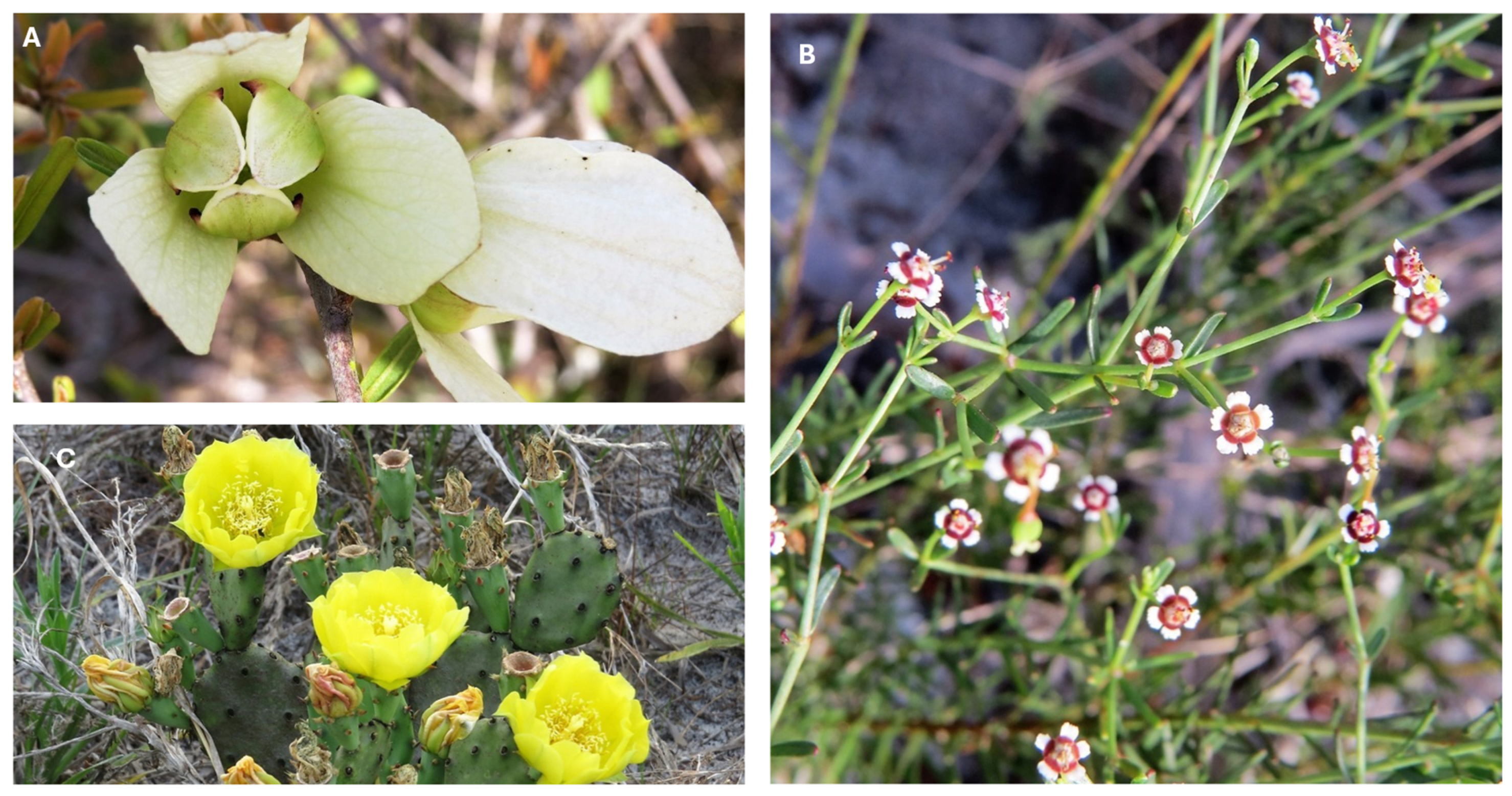 Diversity 16 00705 g006