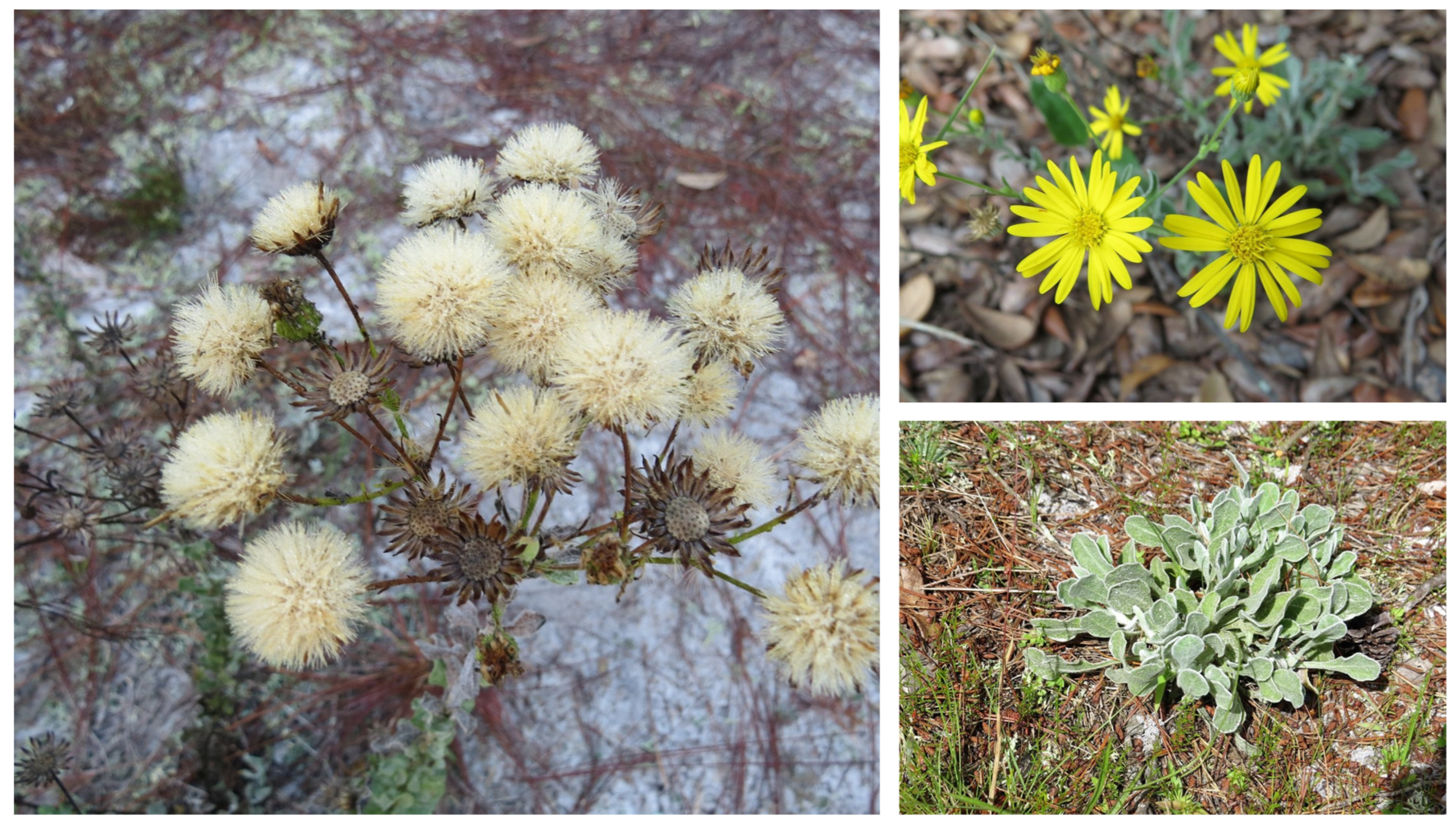 Diversity 16 00705 g007