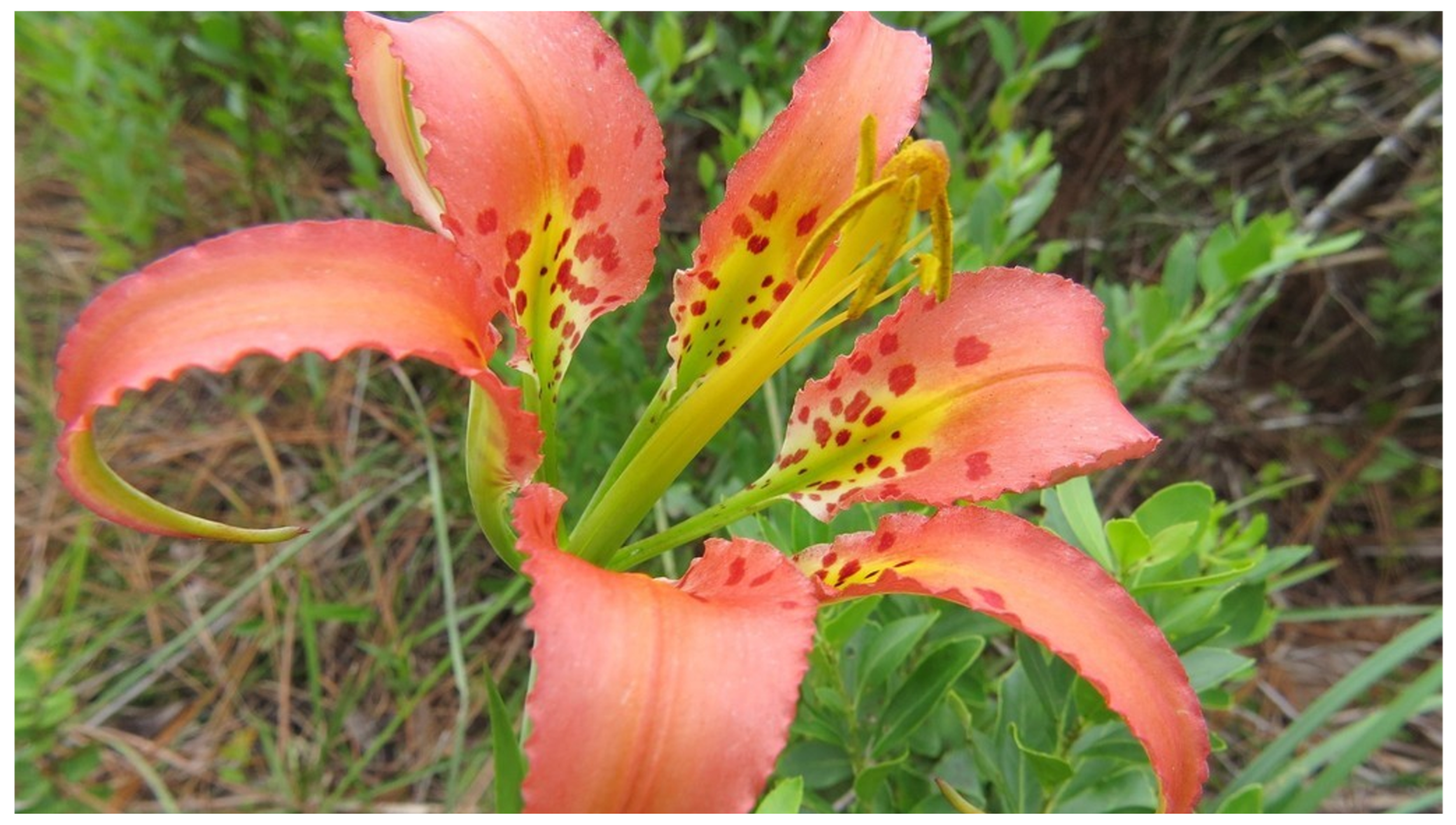 Diversity 16 00705 g009