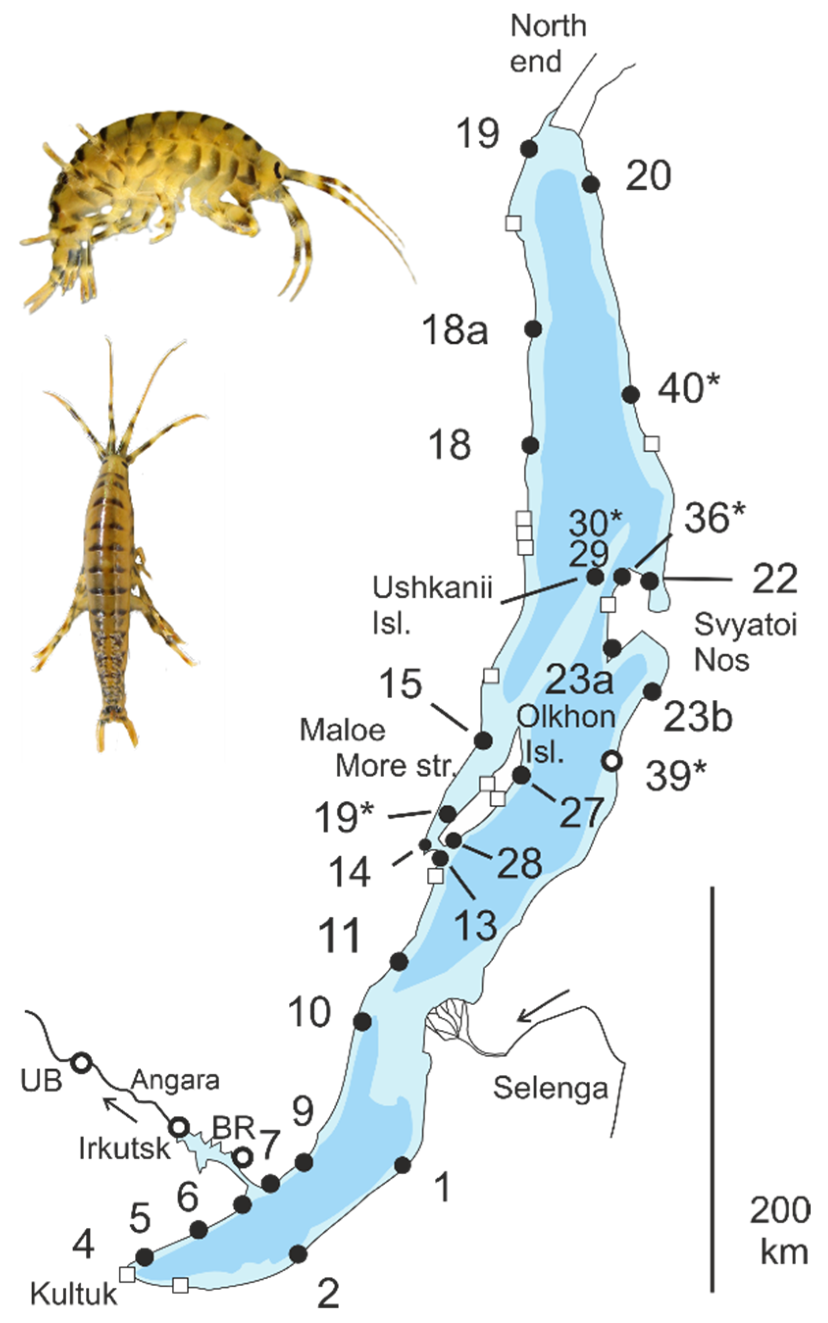 Diversity 16 00706 g001