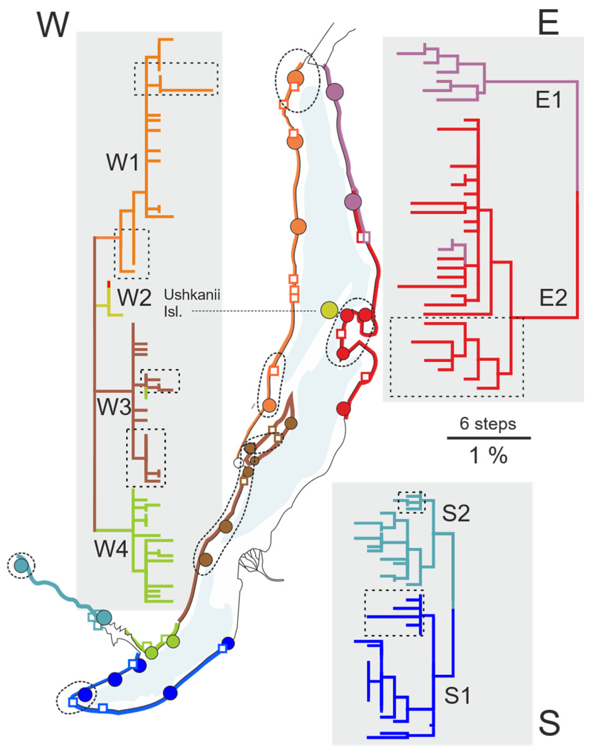 Diversity 16 00706 g006
