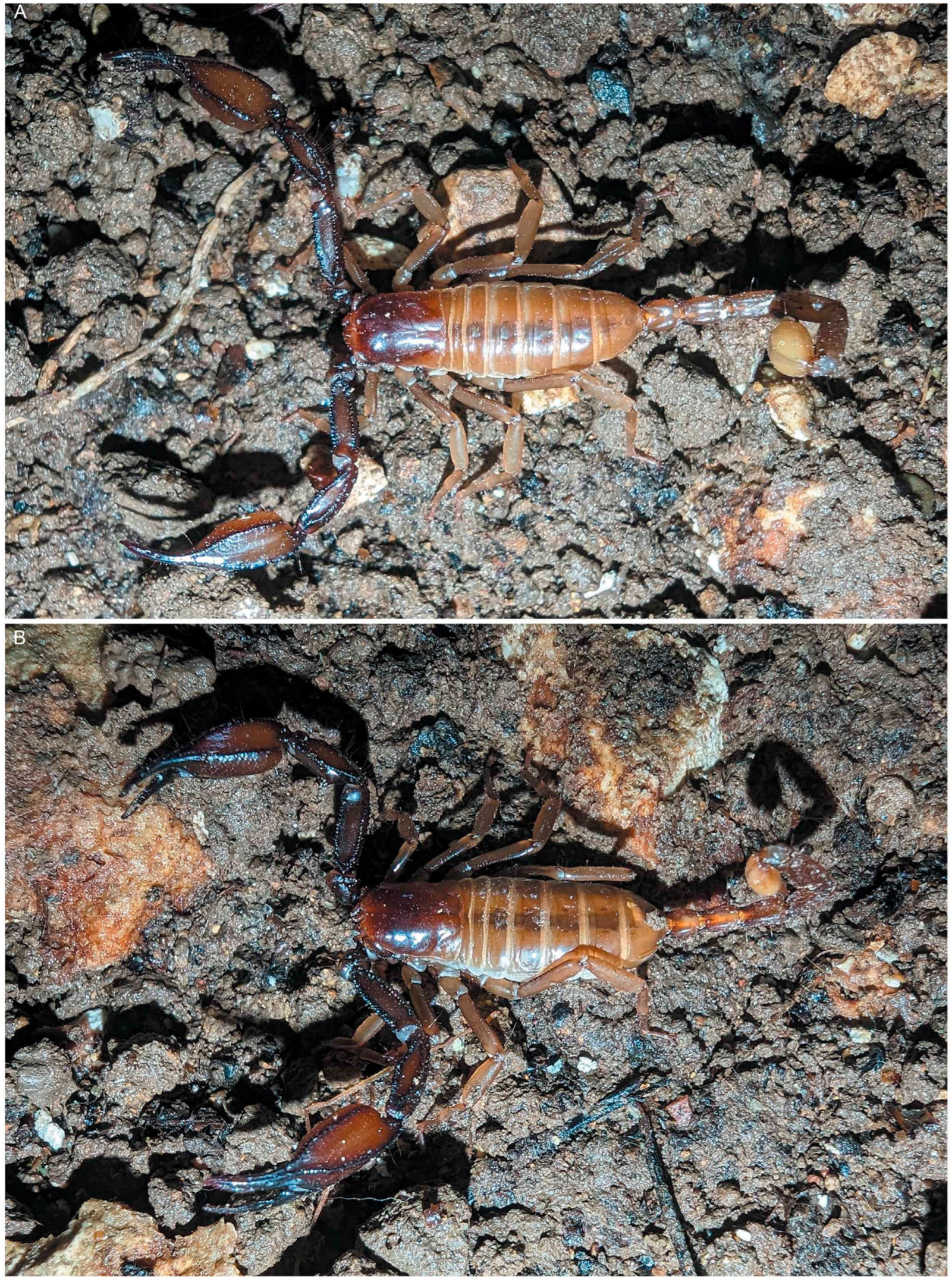 Diversity 16 00737 g004