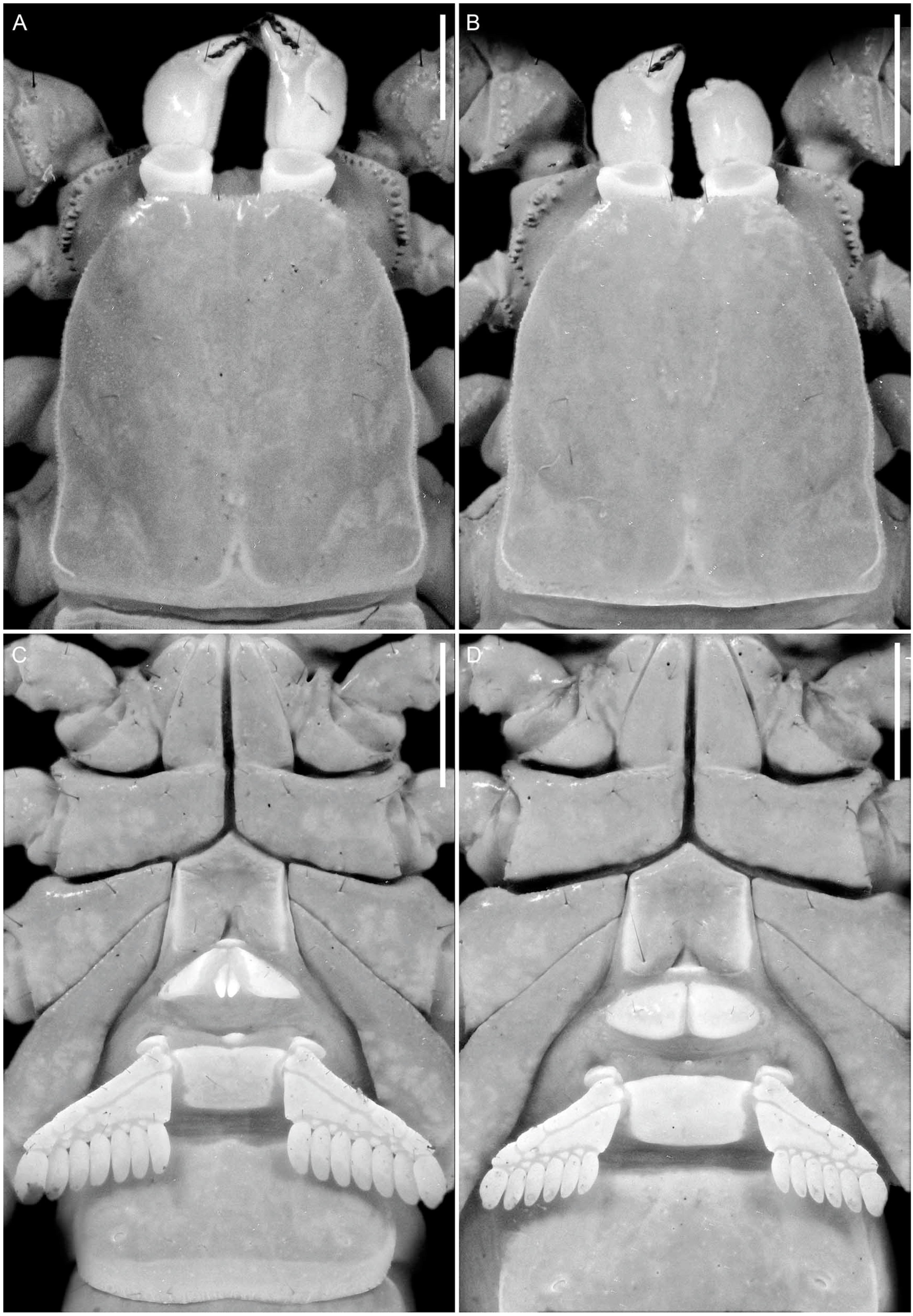 Diversity 16 00737 g006