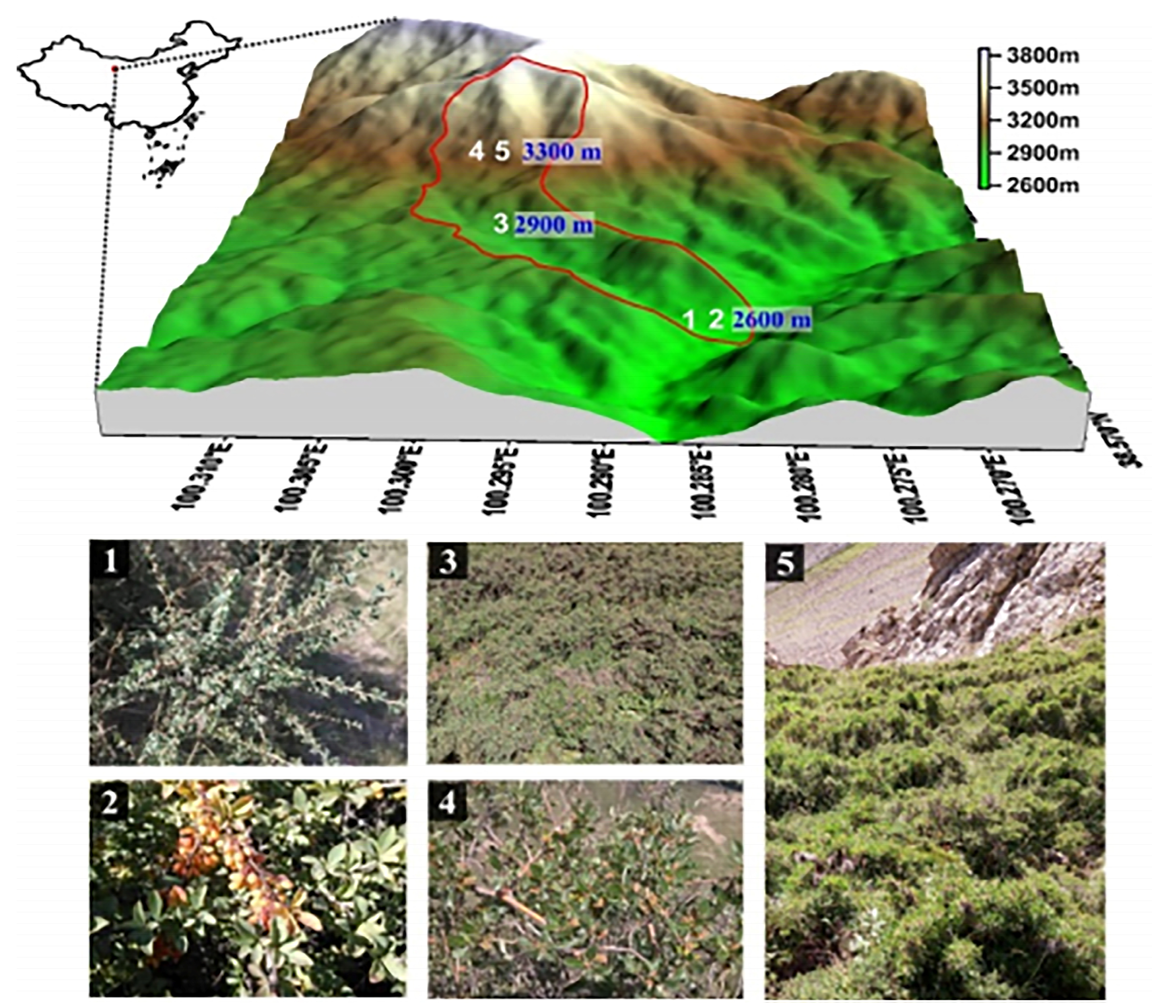Diversity 16 00748 g001