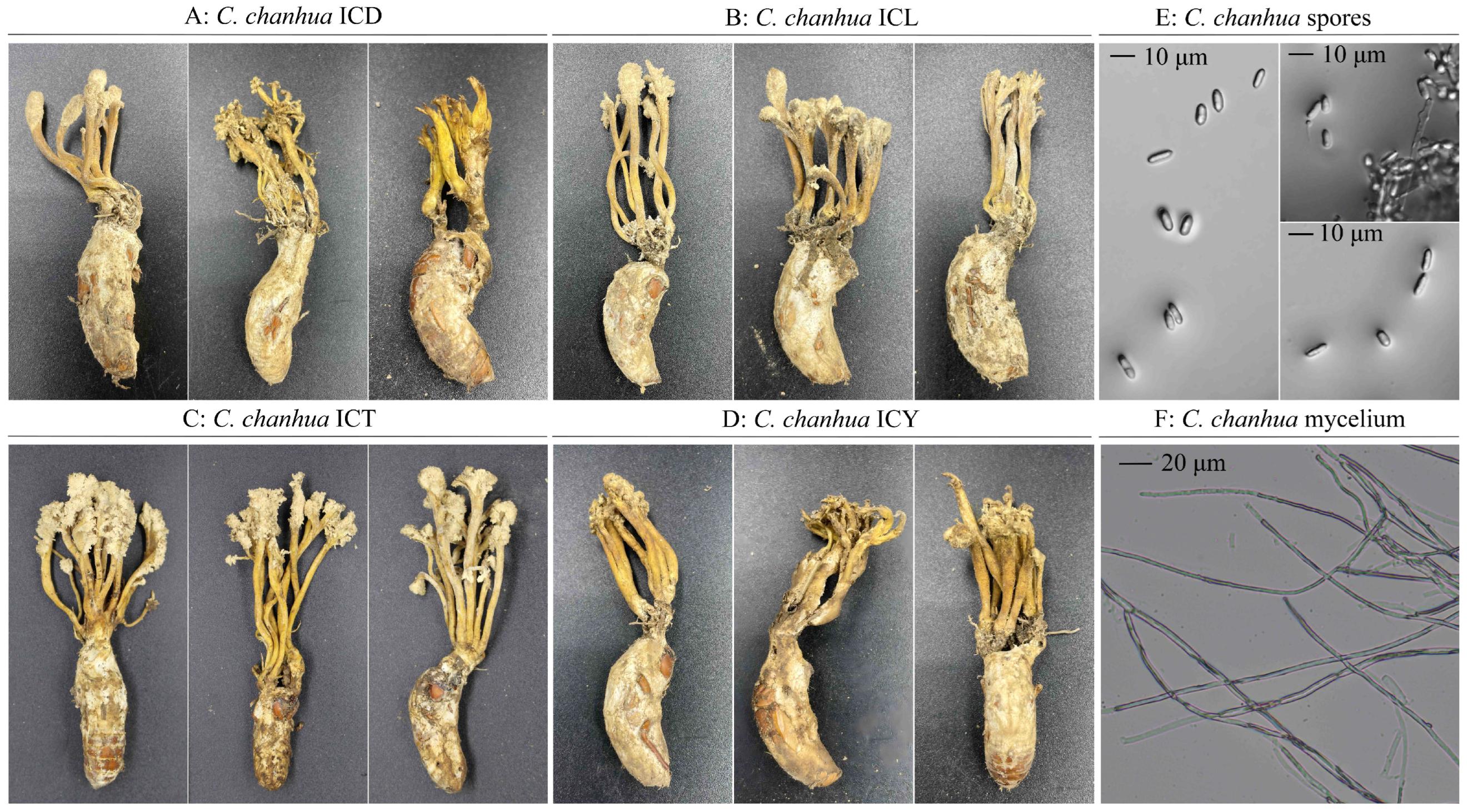 Diversity 17 00085 g001