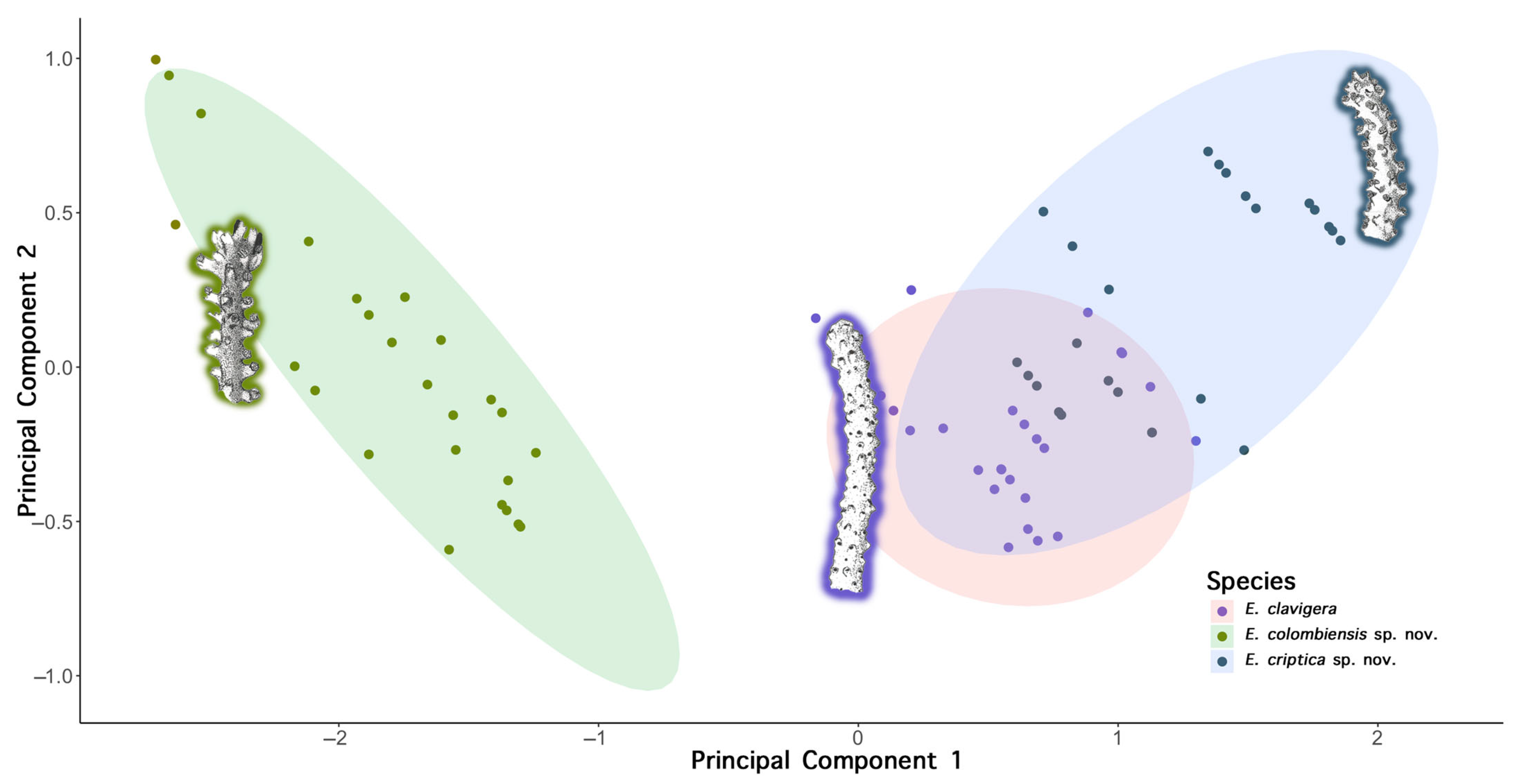Diversity 17 00173 g004
