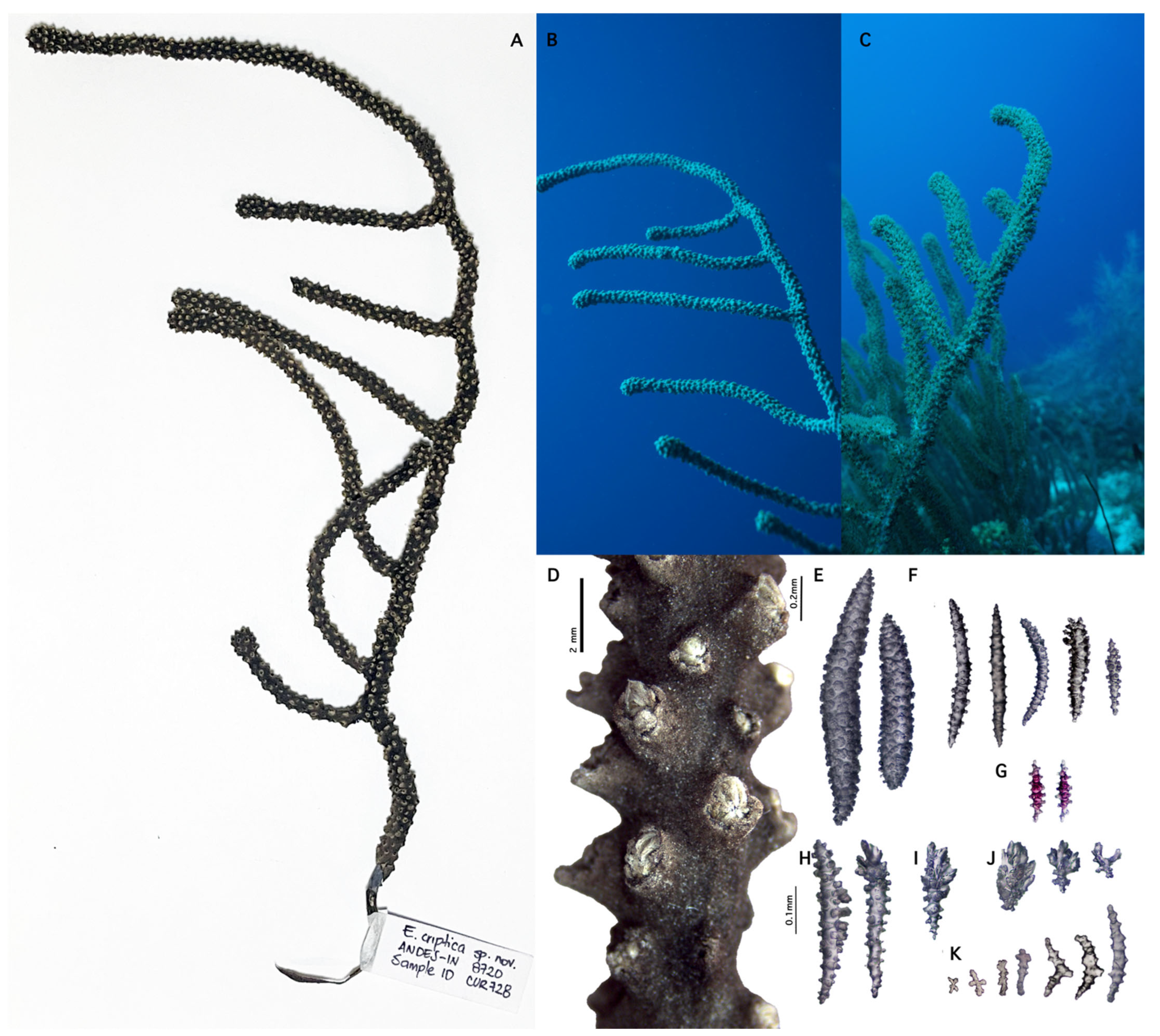 Diversity 17 00173 g006