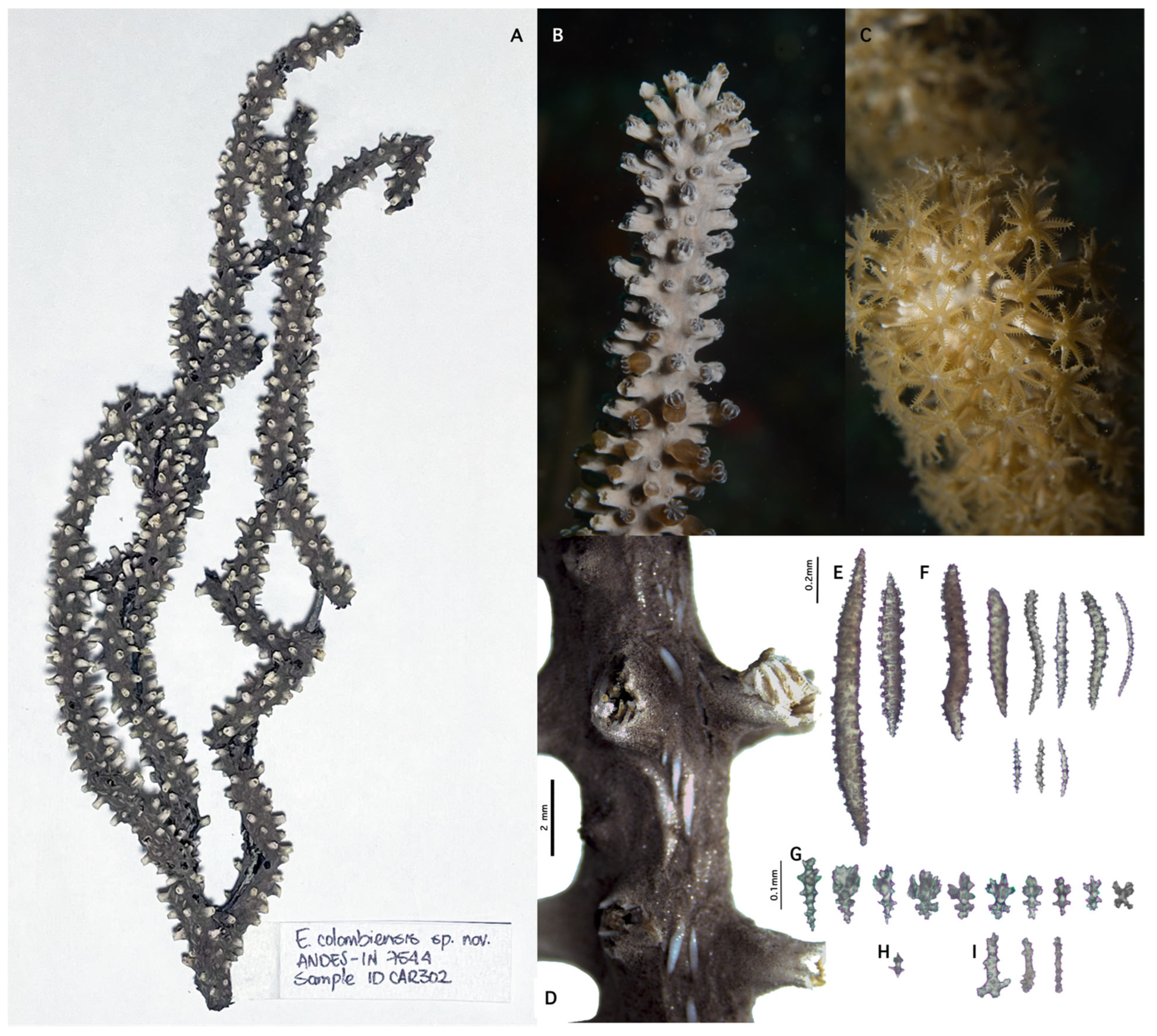 Diversity 17 00173 g008