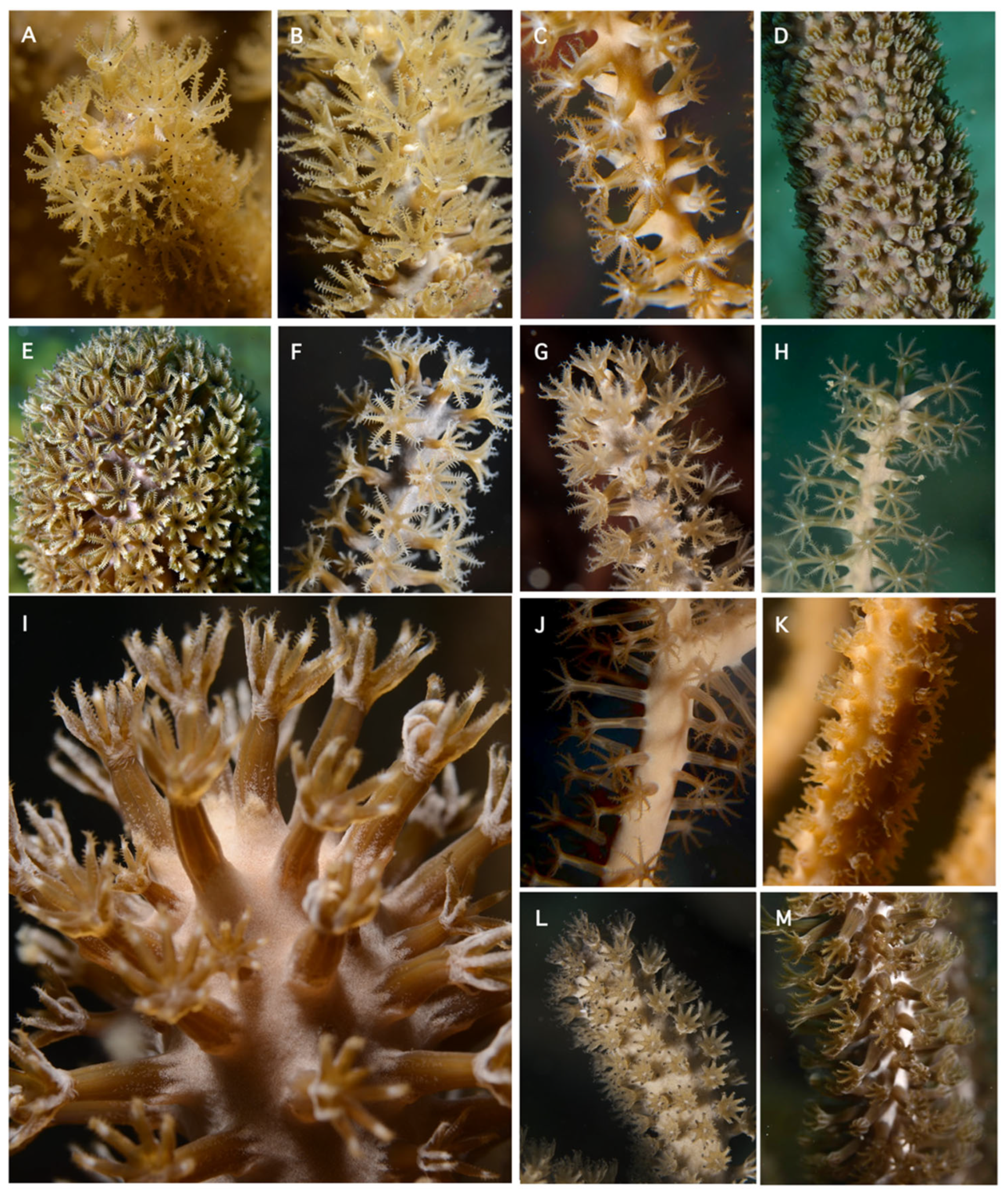 Diversity 17 00173 g010