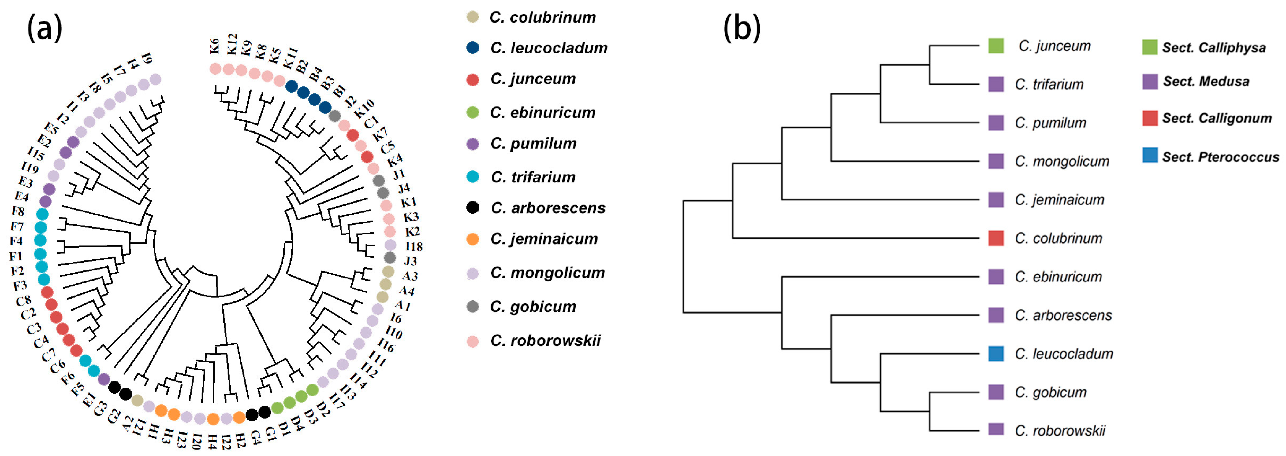 Diversity 17 00196 g002