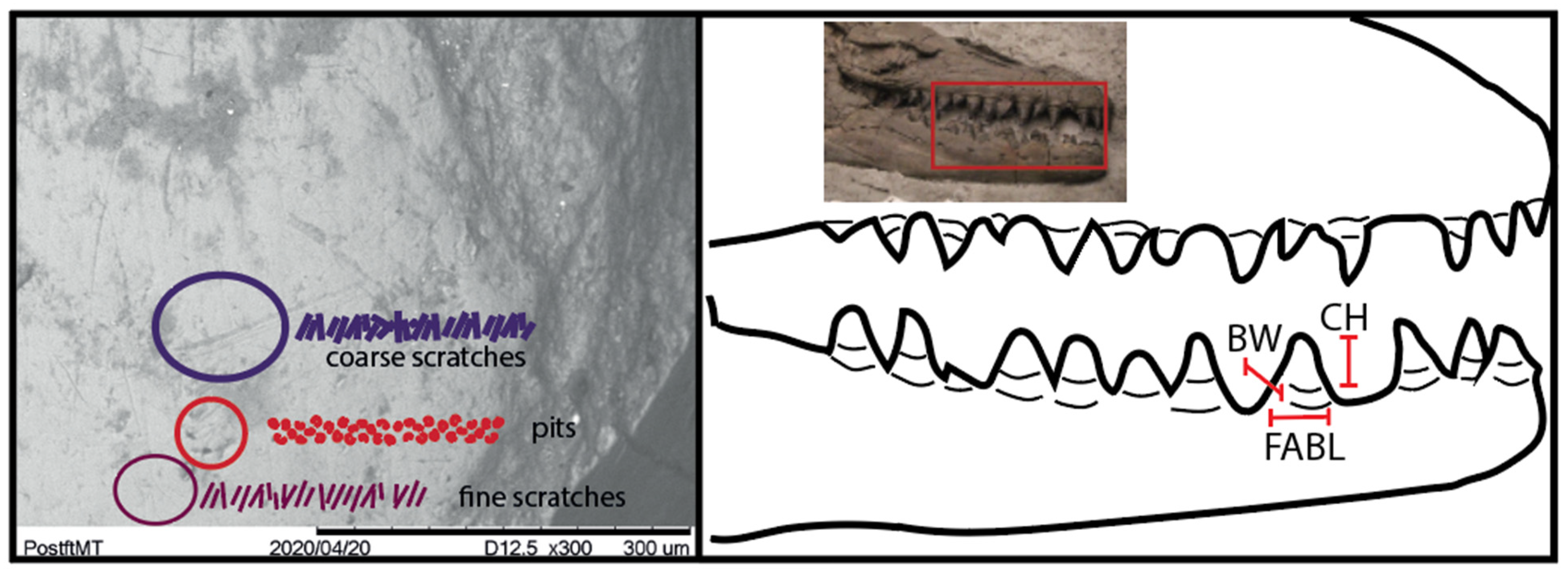 Diversity 17 00205 g001