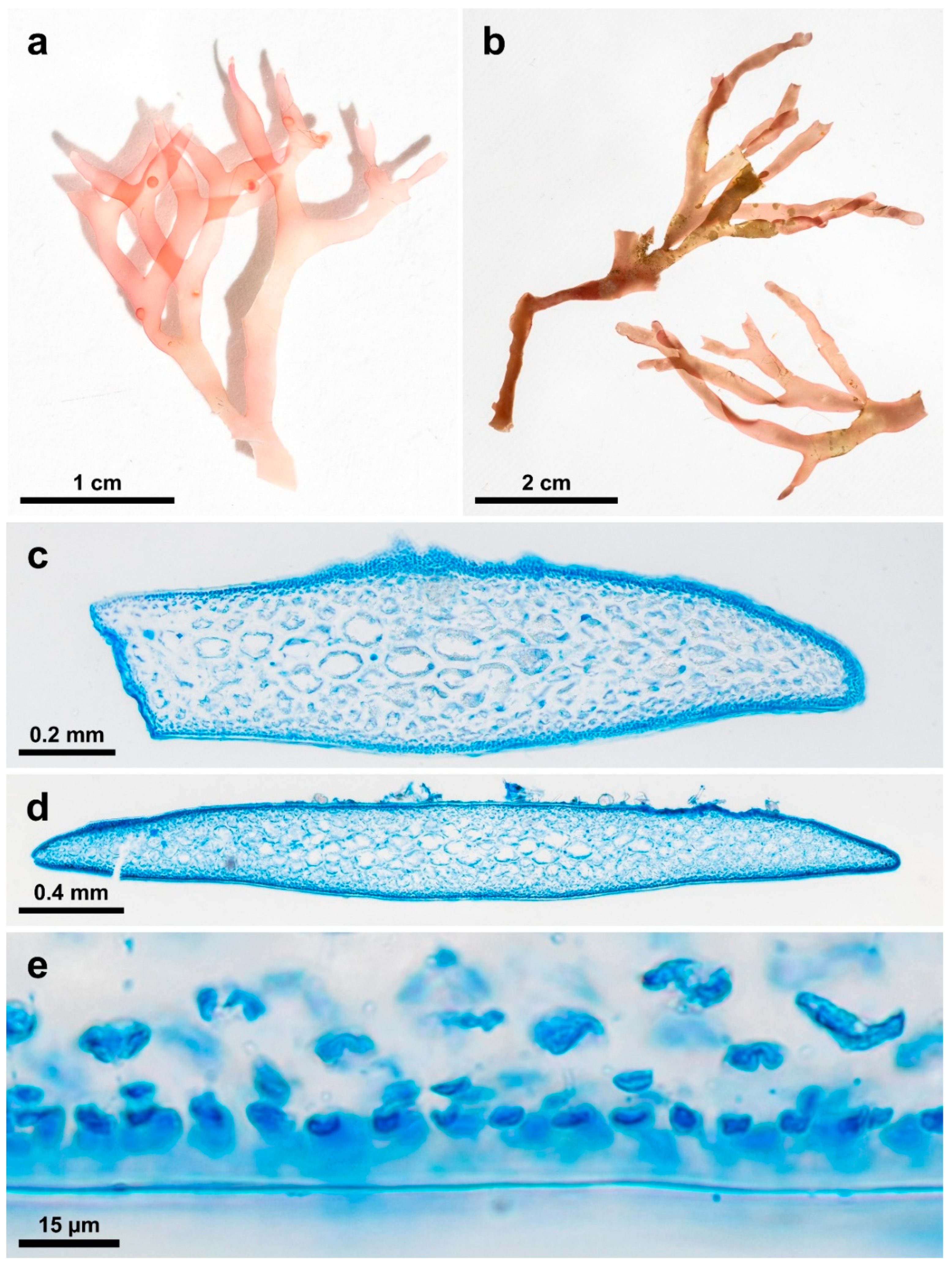 Diversity 17 00222 g011