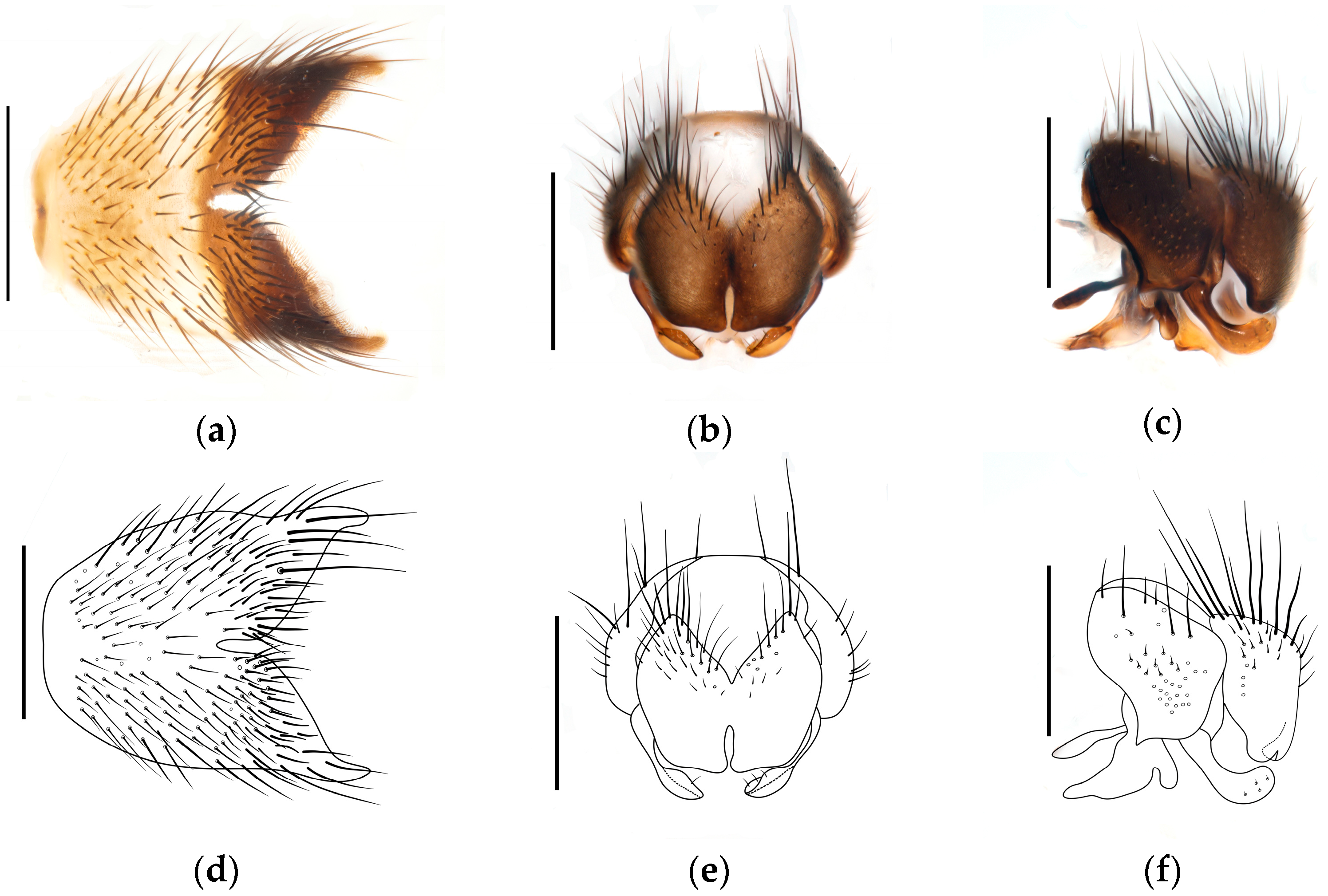 Diversity 17 00232 g010