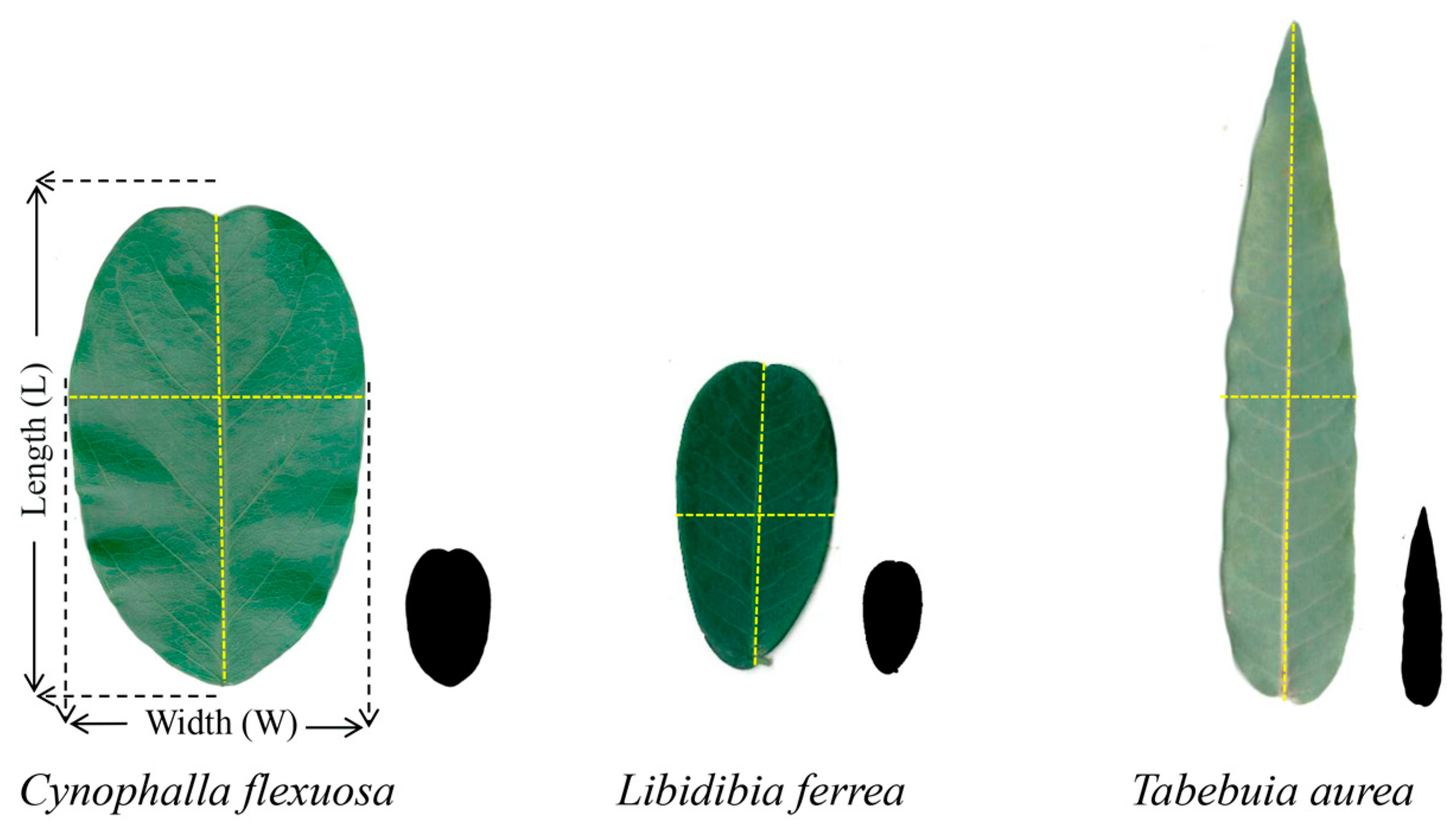 Diversity 17 00234 g001