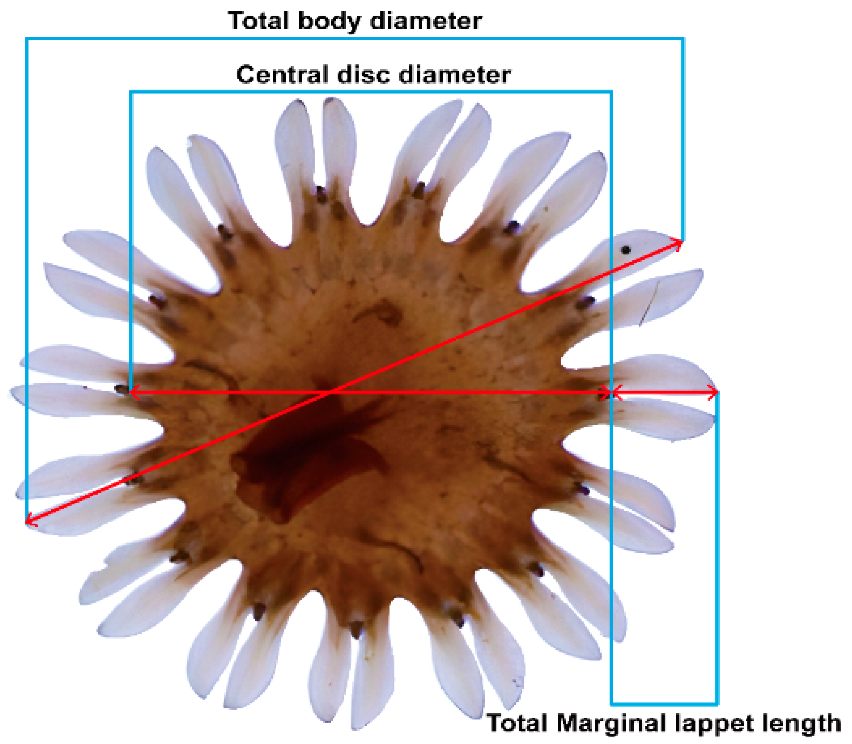 Diversity 17 00239 g002