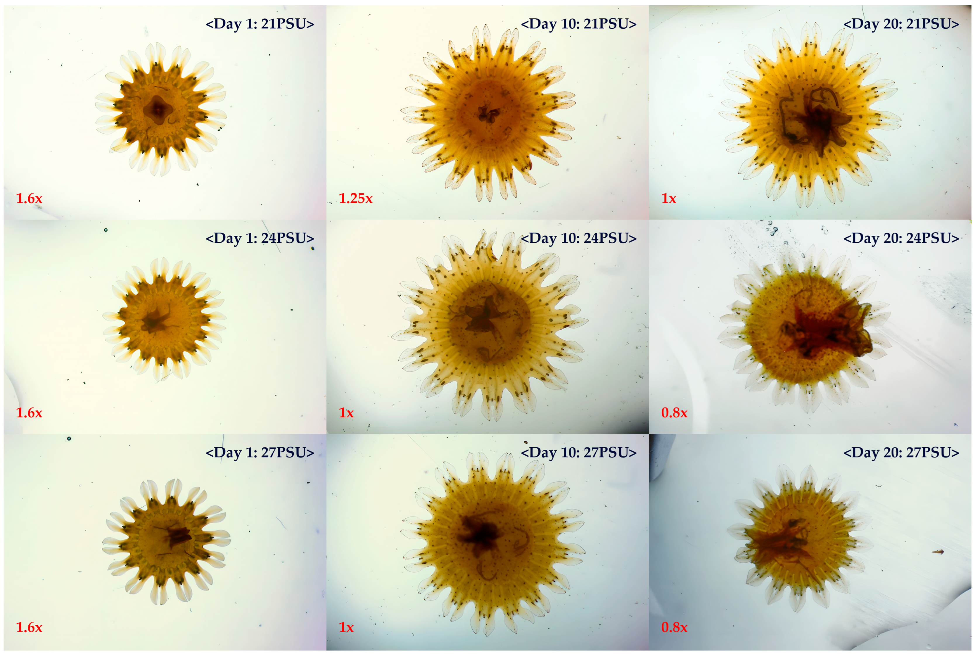 Diversity 17 00239 g004