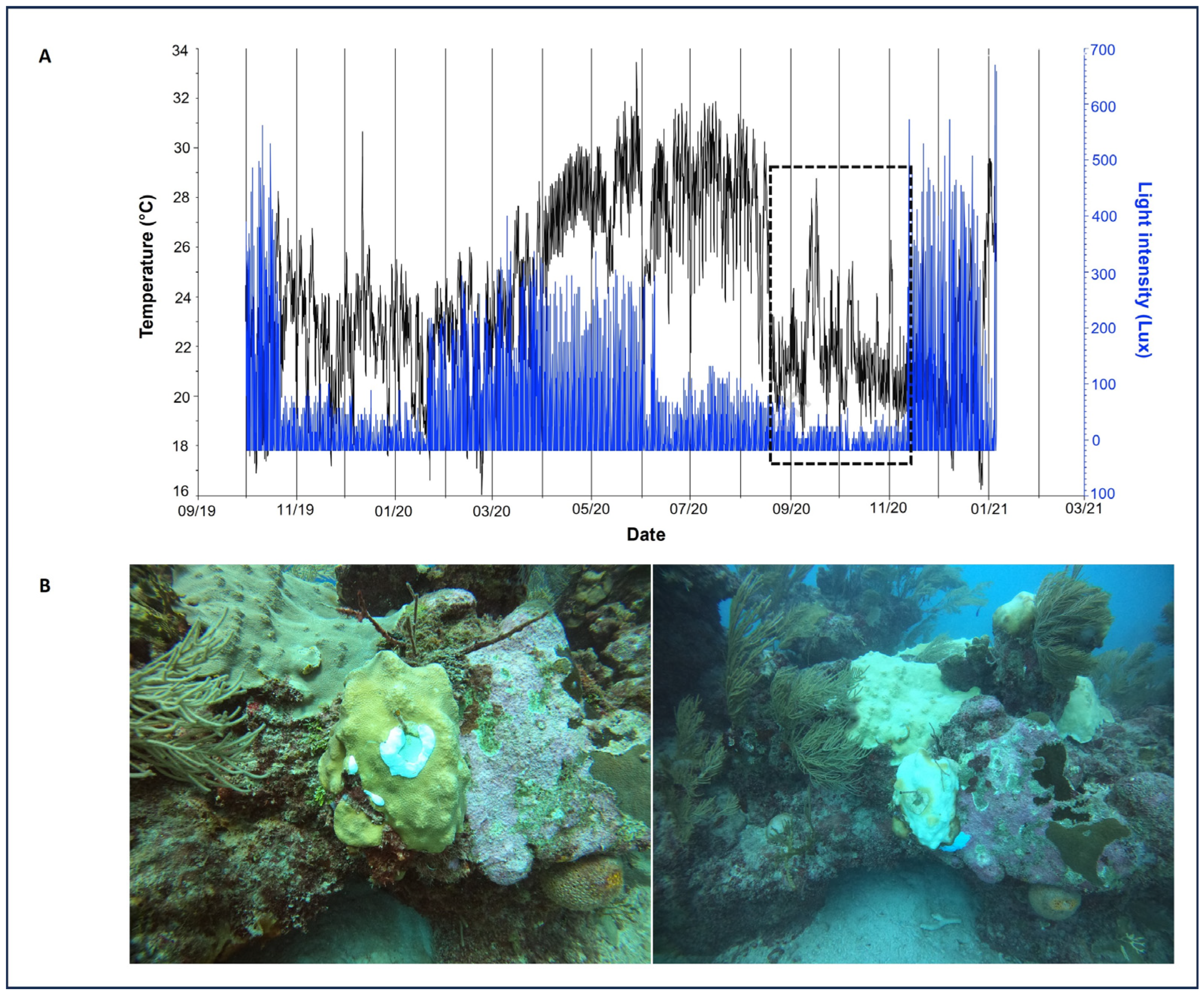 Diversity 17 00268 g007 Diversity 17 00268 g007