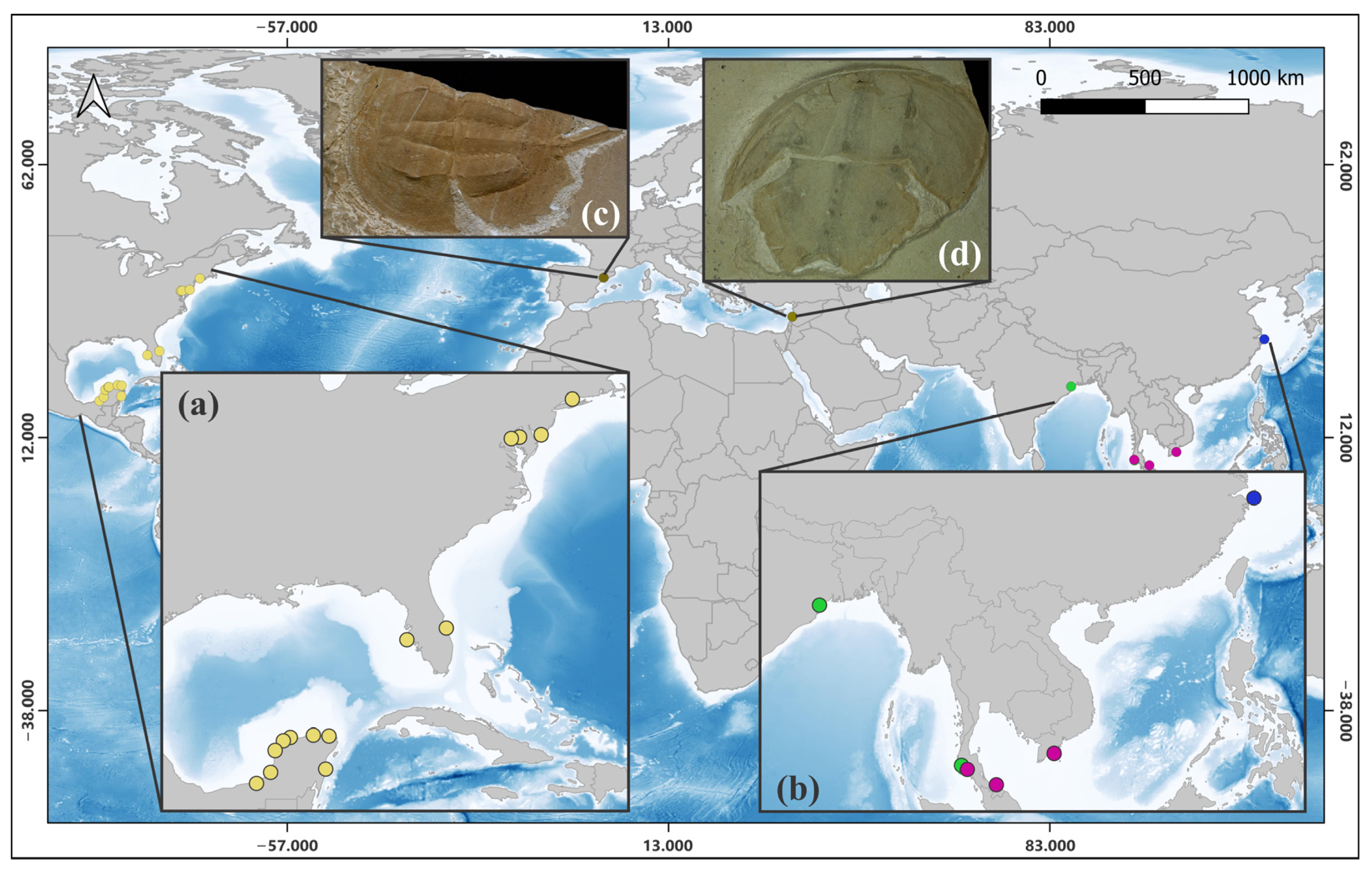 Diversity 17 00269 g001