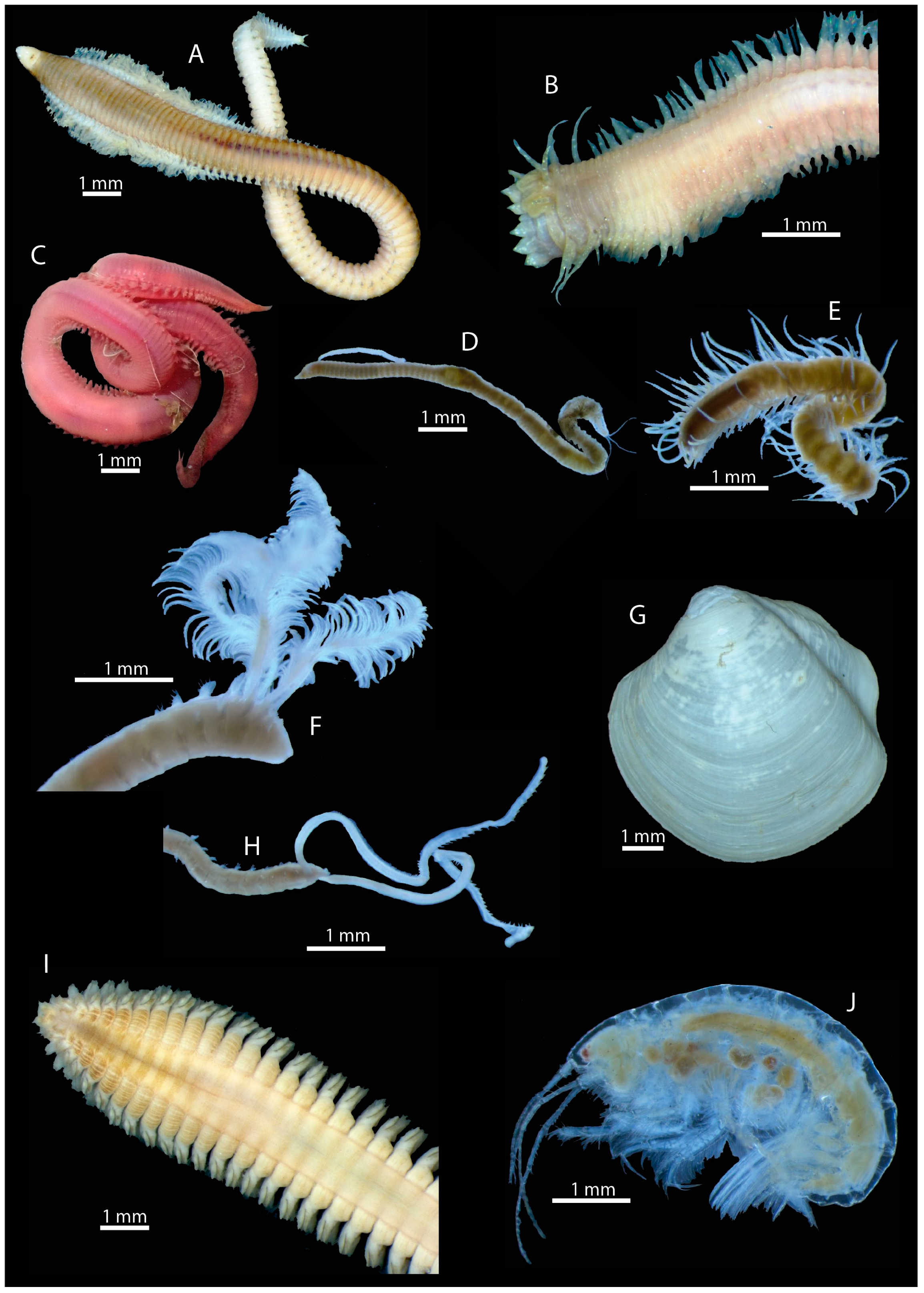 Diversity 17 00278 g011