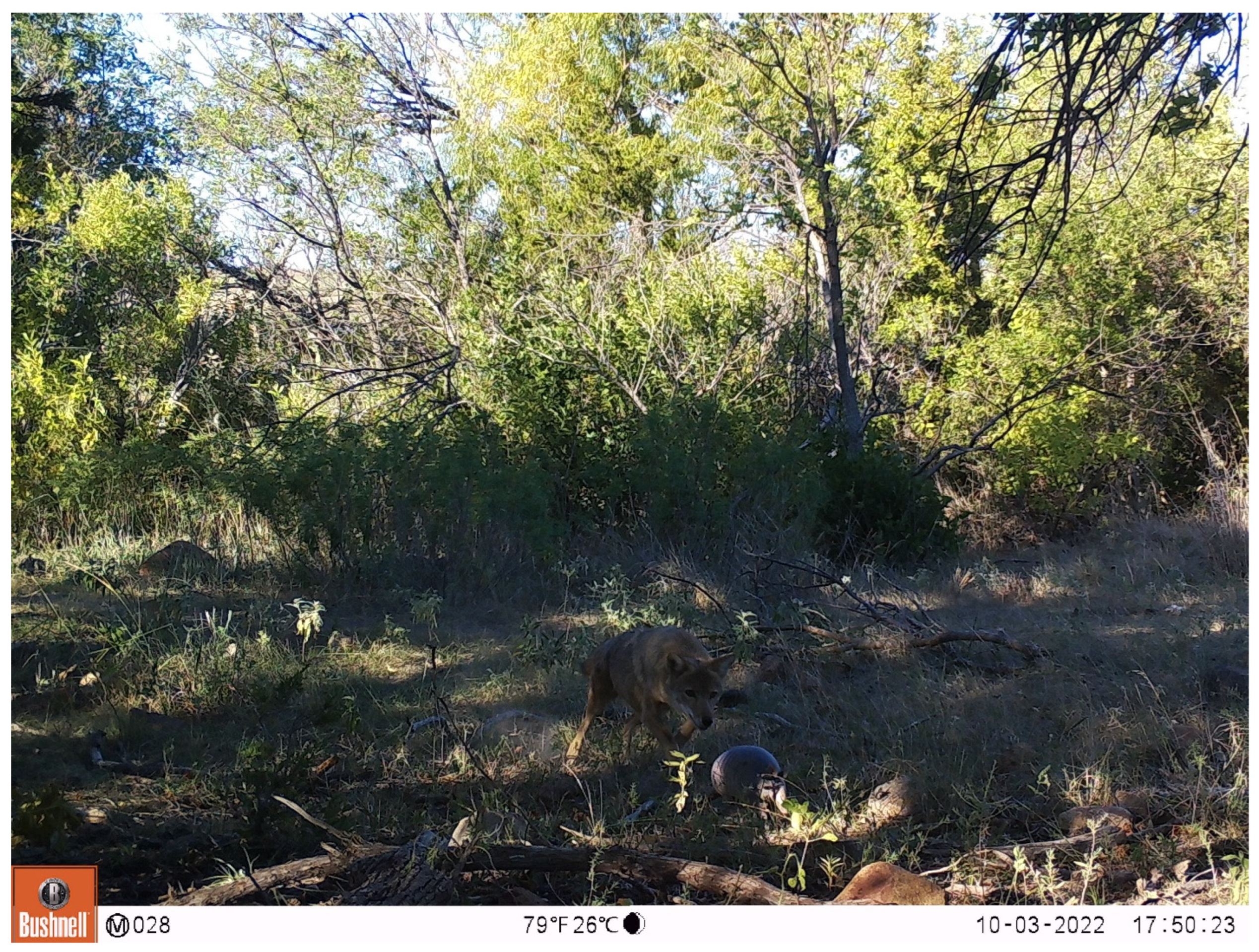 Diversity 17 00290 g001