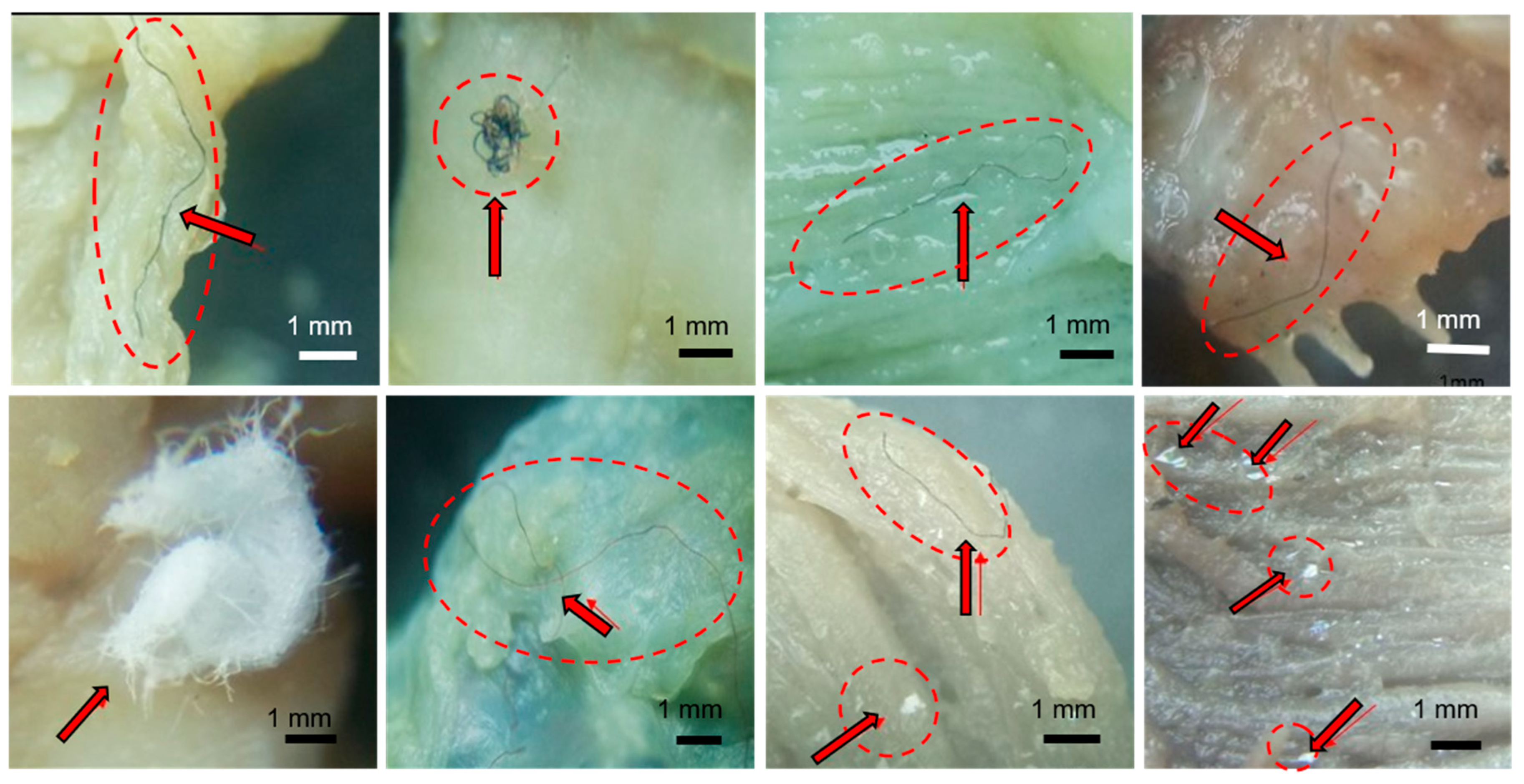 Diversity 17 00300 g002 Diversity 17 00300 g002