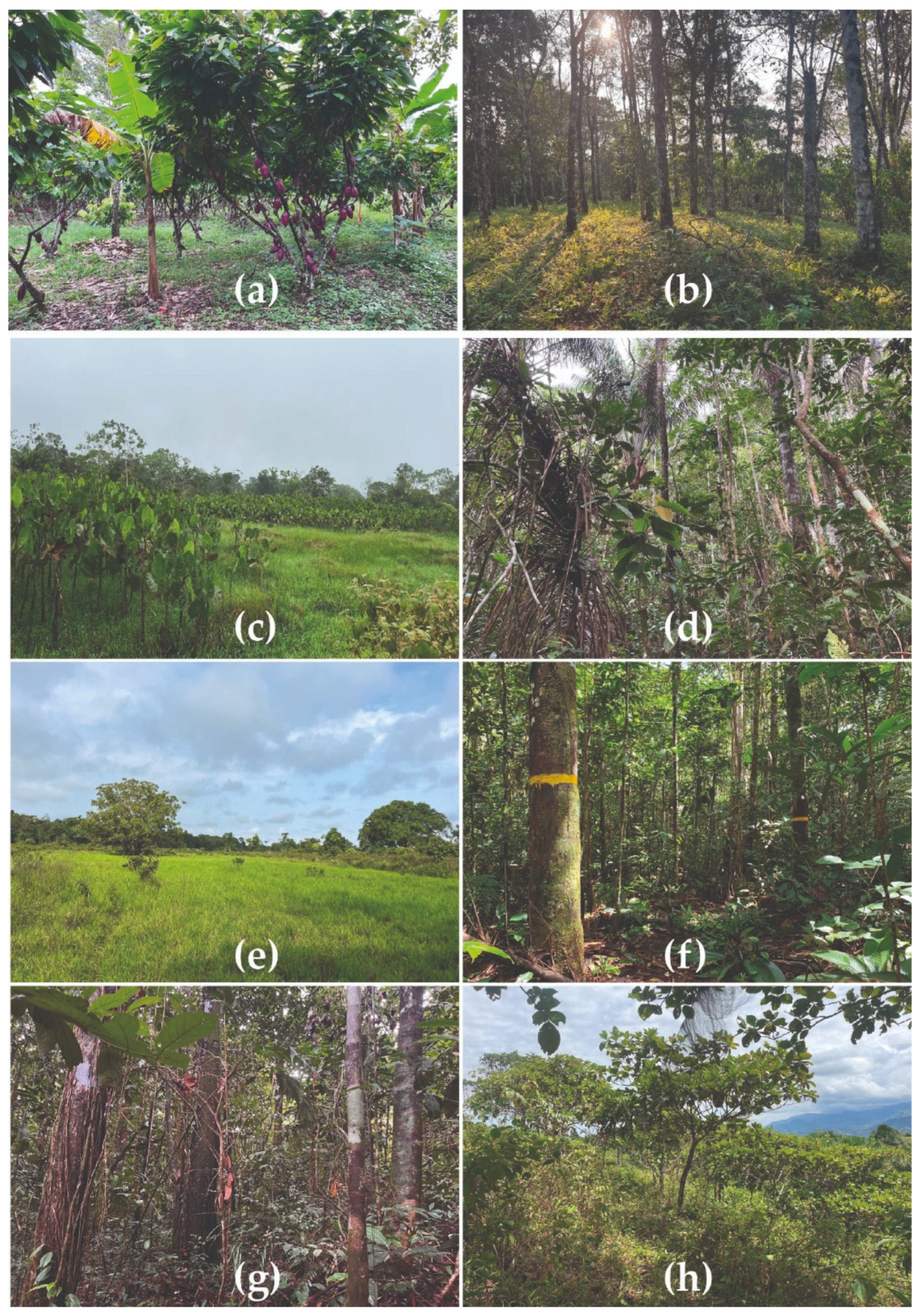 Diversity 17 00305 g002