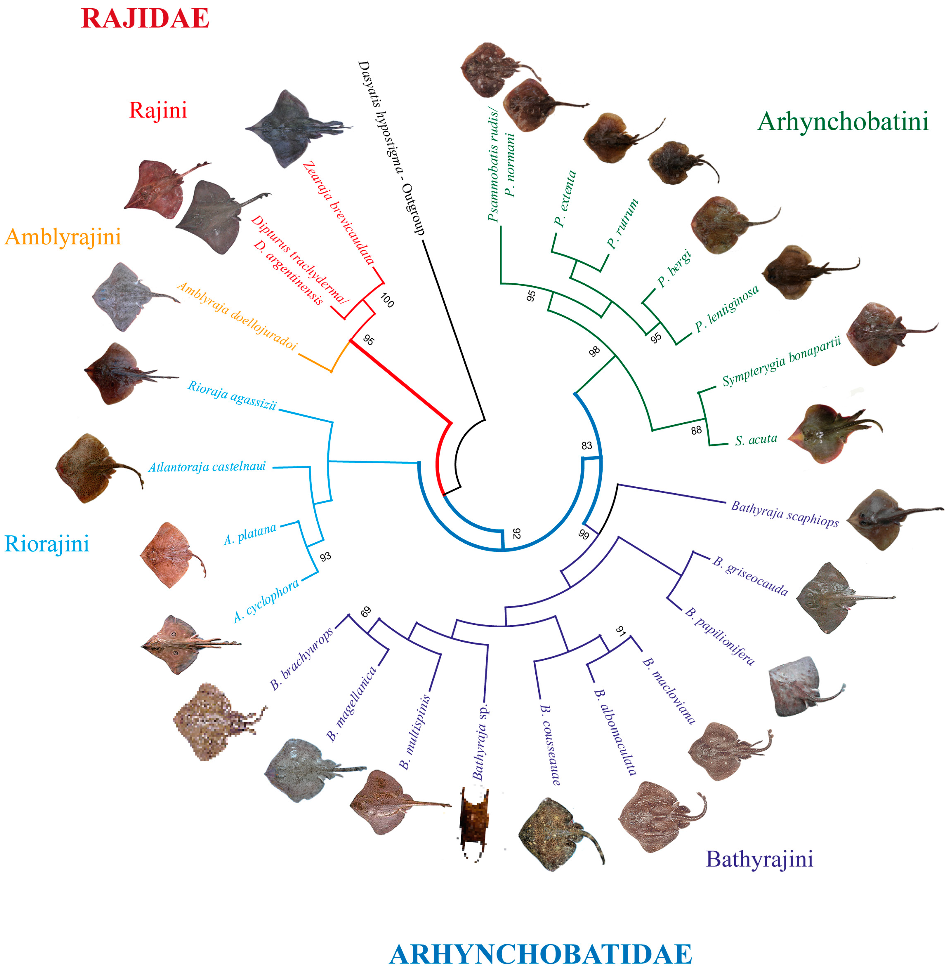 Diversity 17 00311 g004