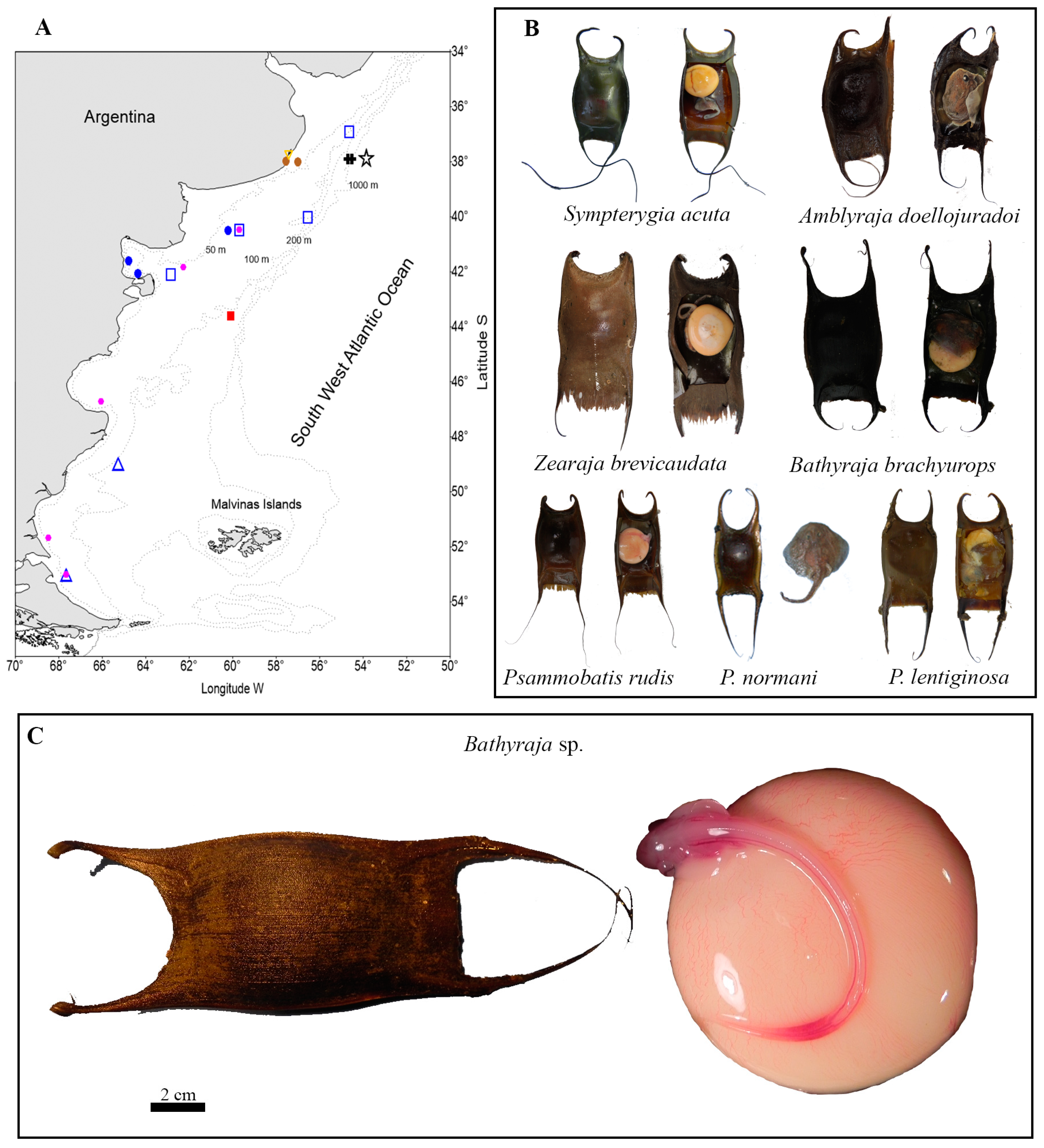 Diversity 17 00311 g006