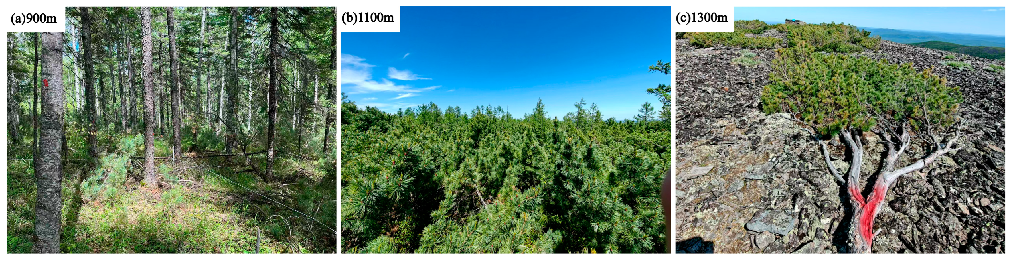 Diversity 17 00677 g002 Diversity 17 00677 g002