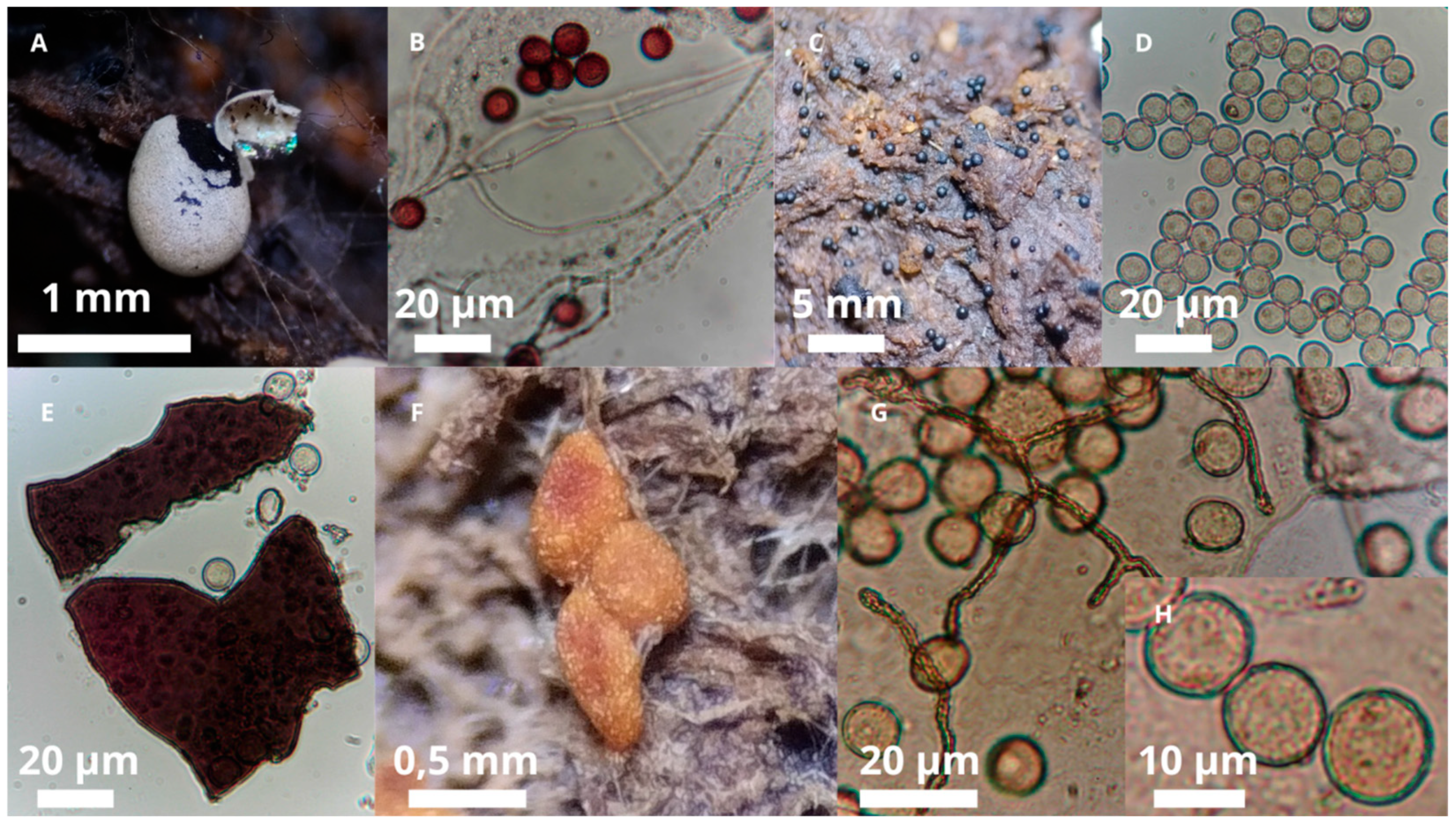 Diversity 17 00745 g006 Diversity 17 00745 g006