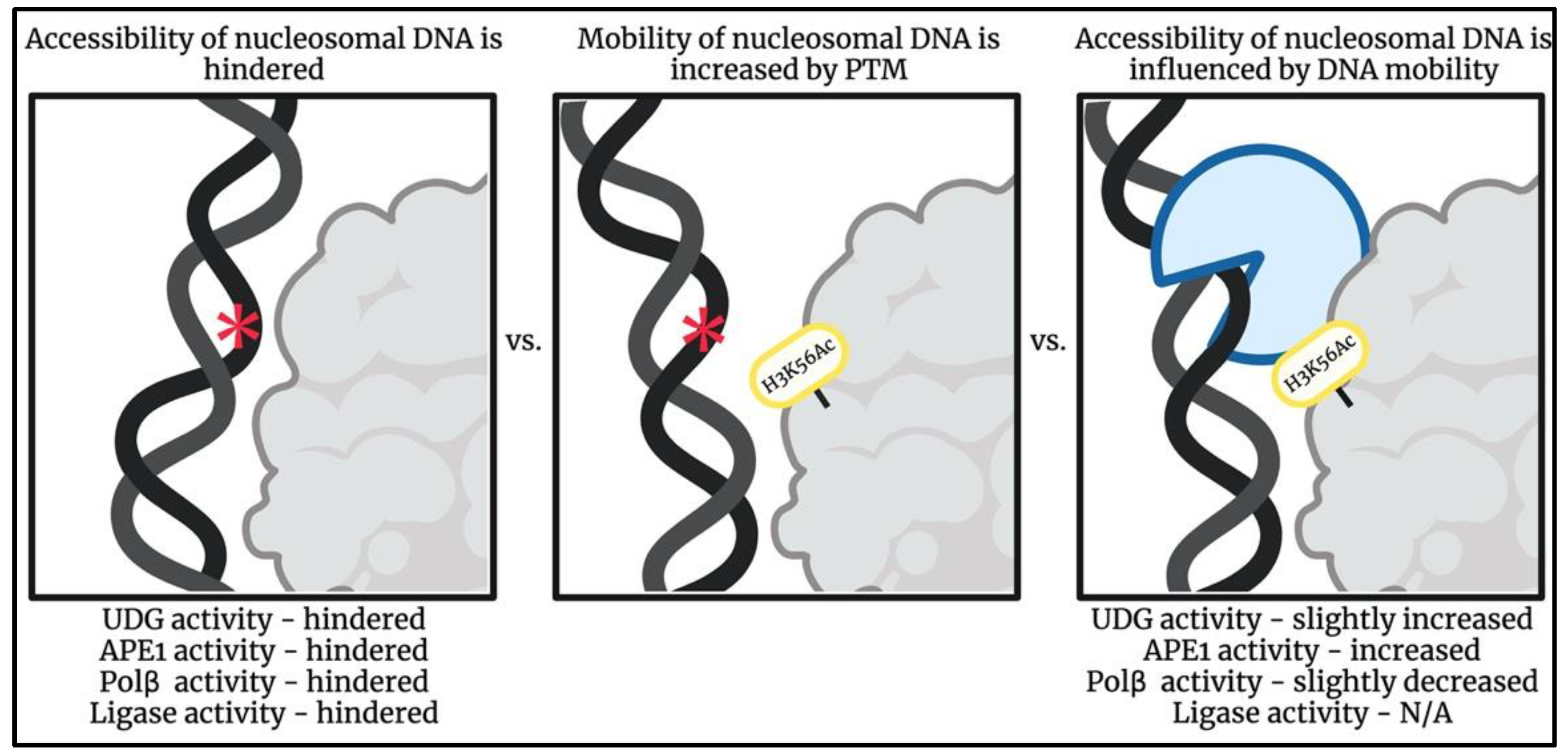 Controlling the nucleosome by phosphorylation for DNA repair – IGMM