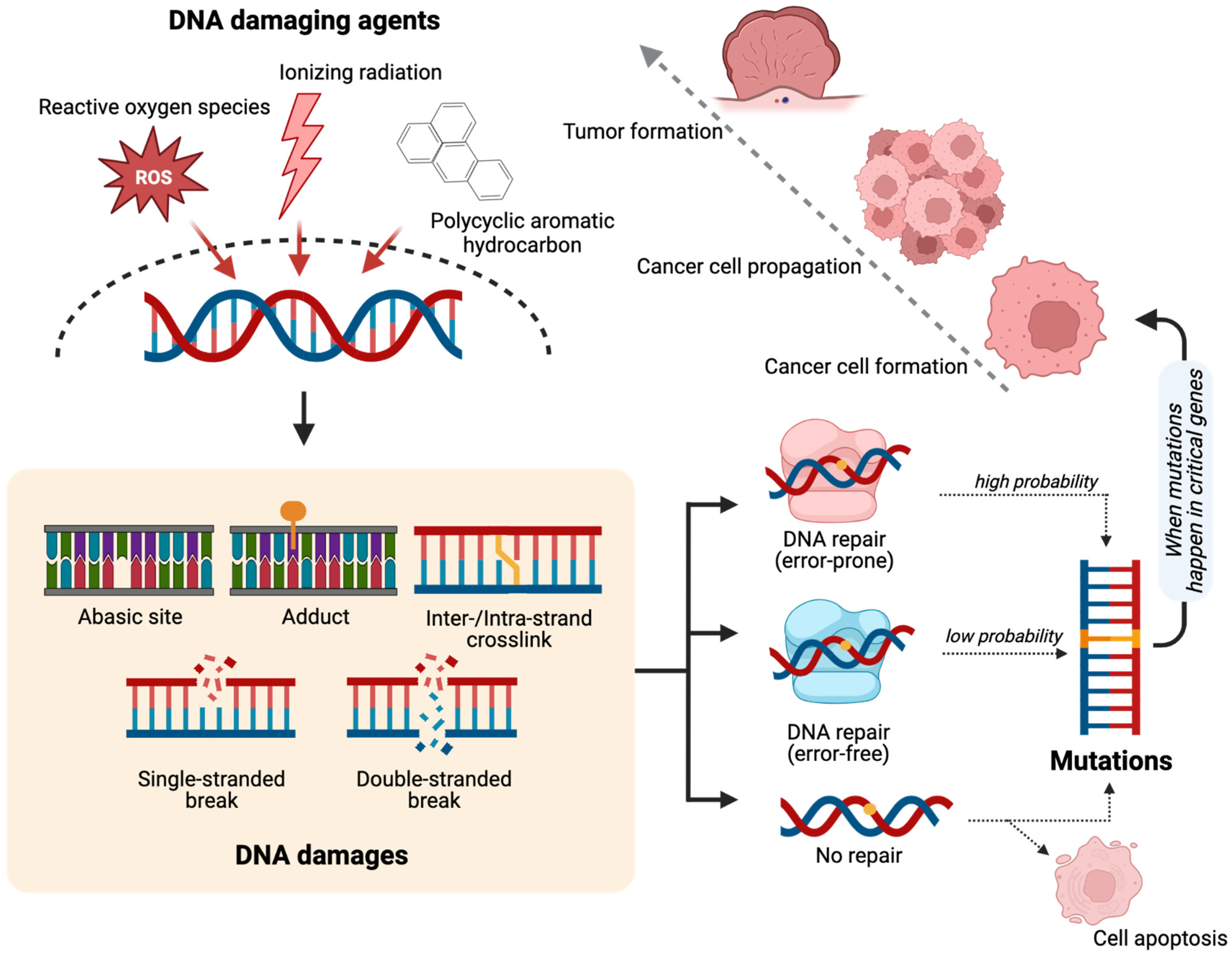 Dna 03 00002 g001 Dna 03 00002 g001