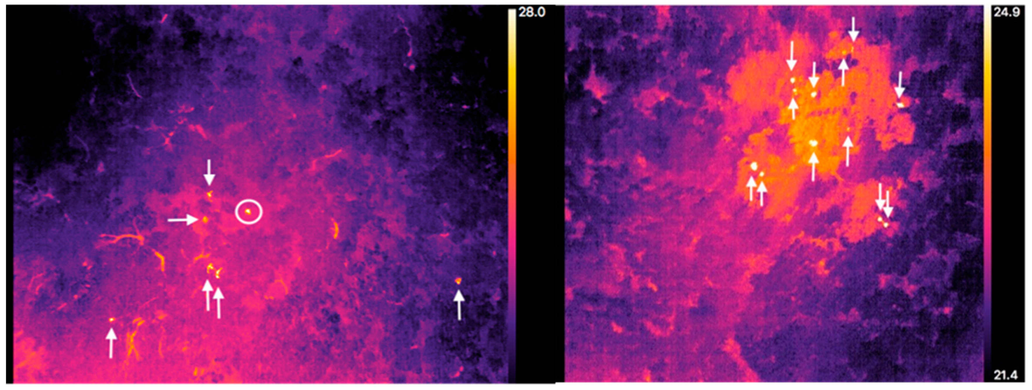 Drones | Free Full-Text | Thermal Infrared Imaging from Drones Offers a  Major Advance for Spider Monkey Surveys