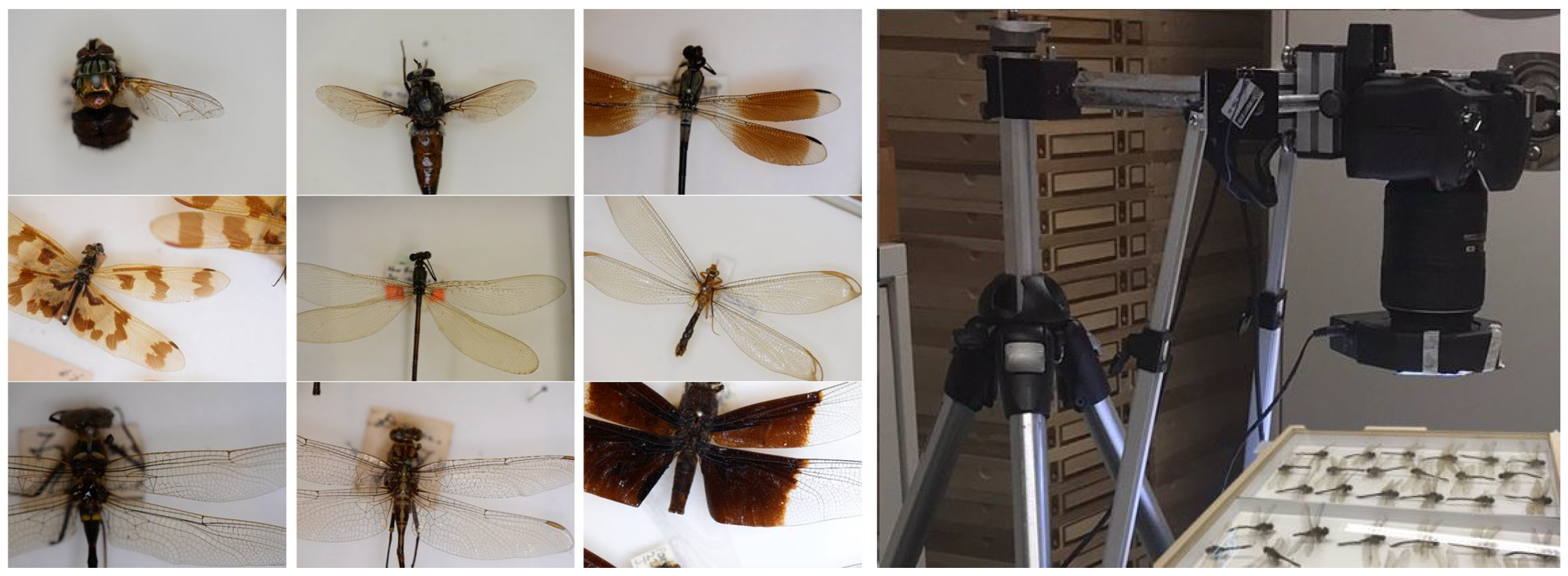 Drones | Free Full-Text | Biomimetic Drones Inspired by Dragonflies Will  Require a Systems Based Approach and Insights from Biology