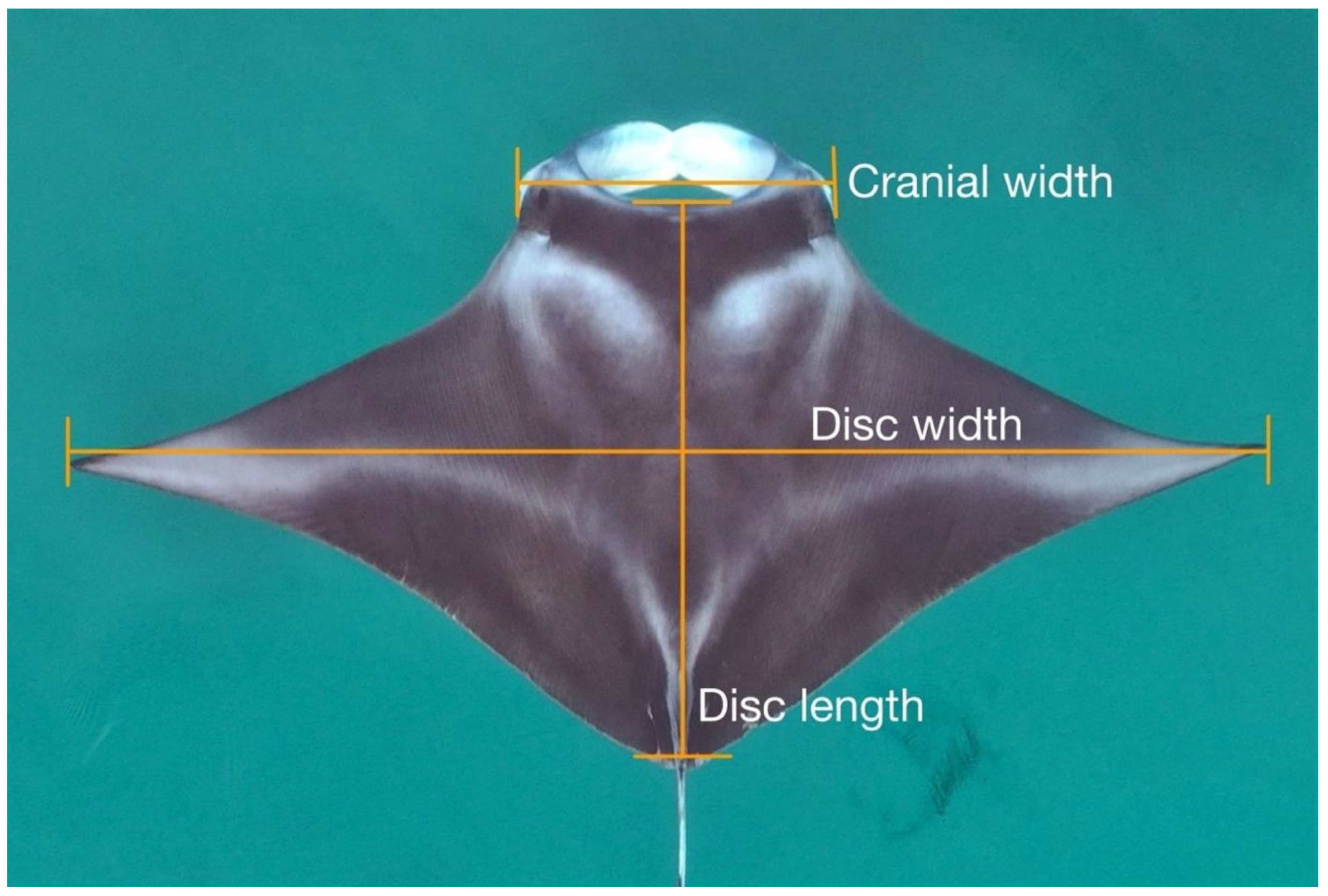 Drones | Free Full-Text | How Big Is That Manta Ray? A Novel and  Non-Invasive Method for Measuring Reef Manta Rays Using Small Drones