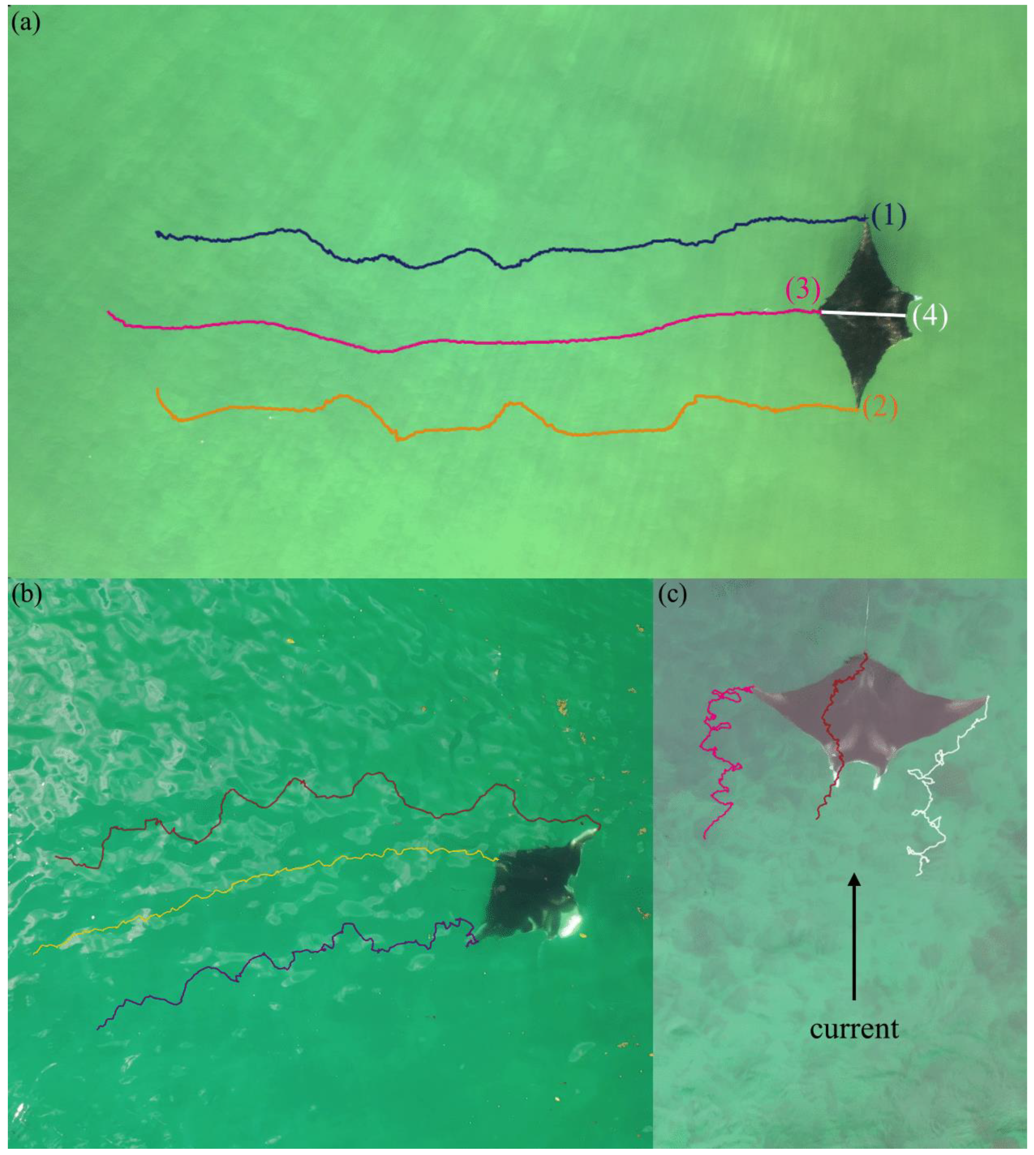 Drones | Free Full-Text | Using Drones to Assess Volitional Swimming  Kinematics of Manta Ray Behaviors in the Wild | HTML