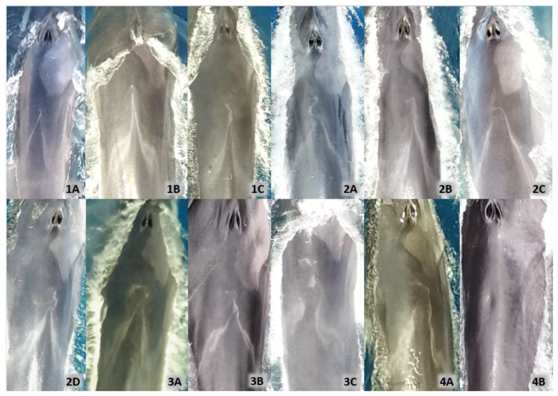 Drones 07 00220 g003 Drones 07 00220 g003