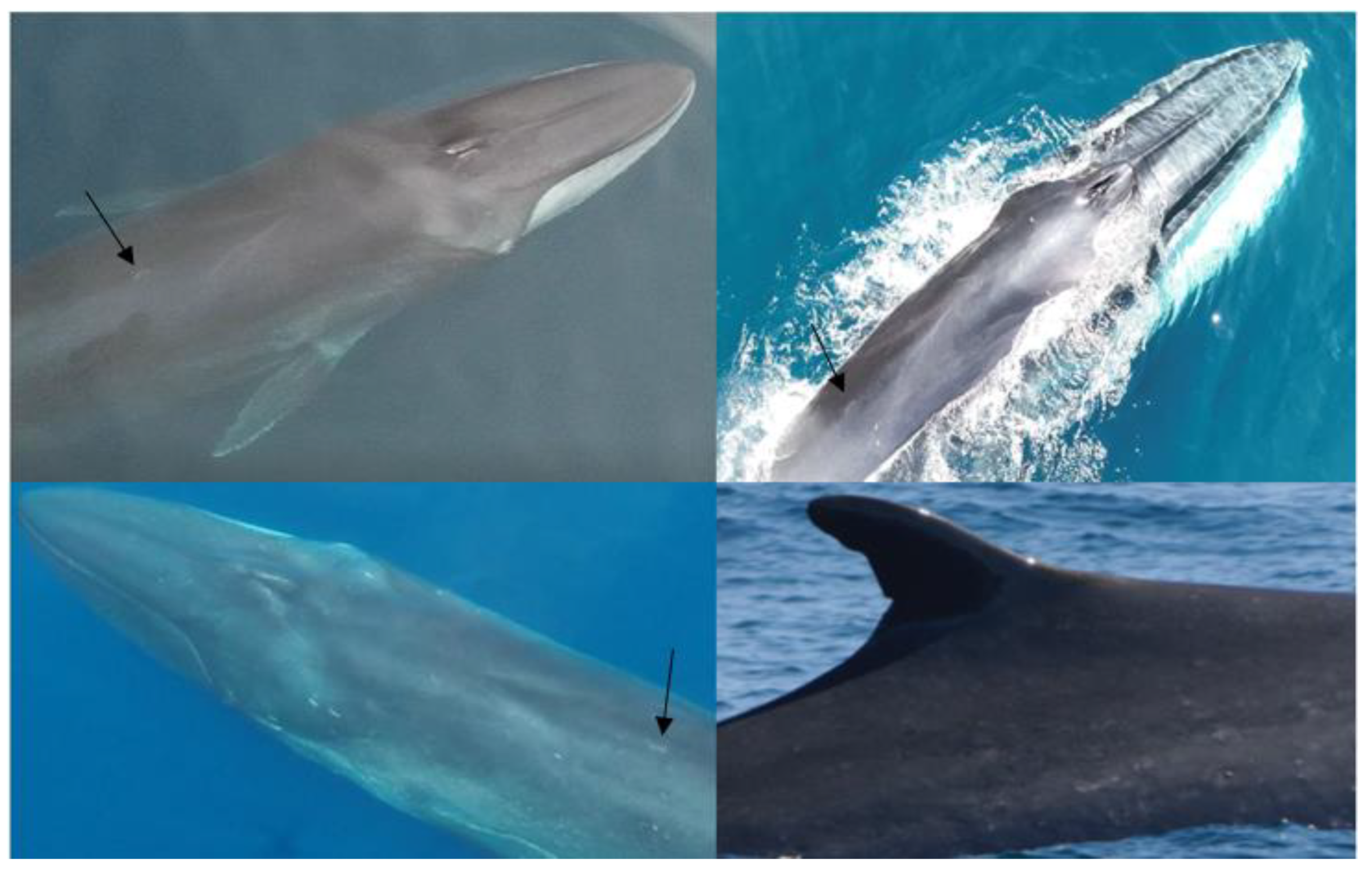 Matching and measuring bottlenose dolphin UAS photogrammetry