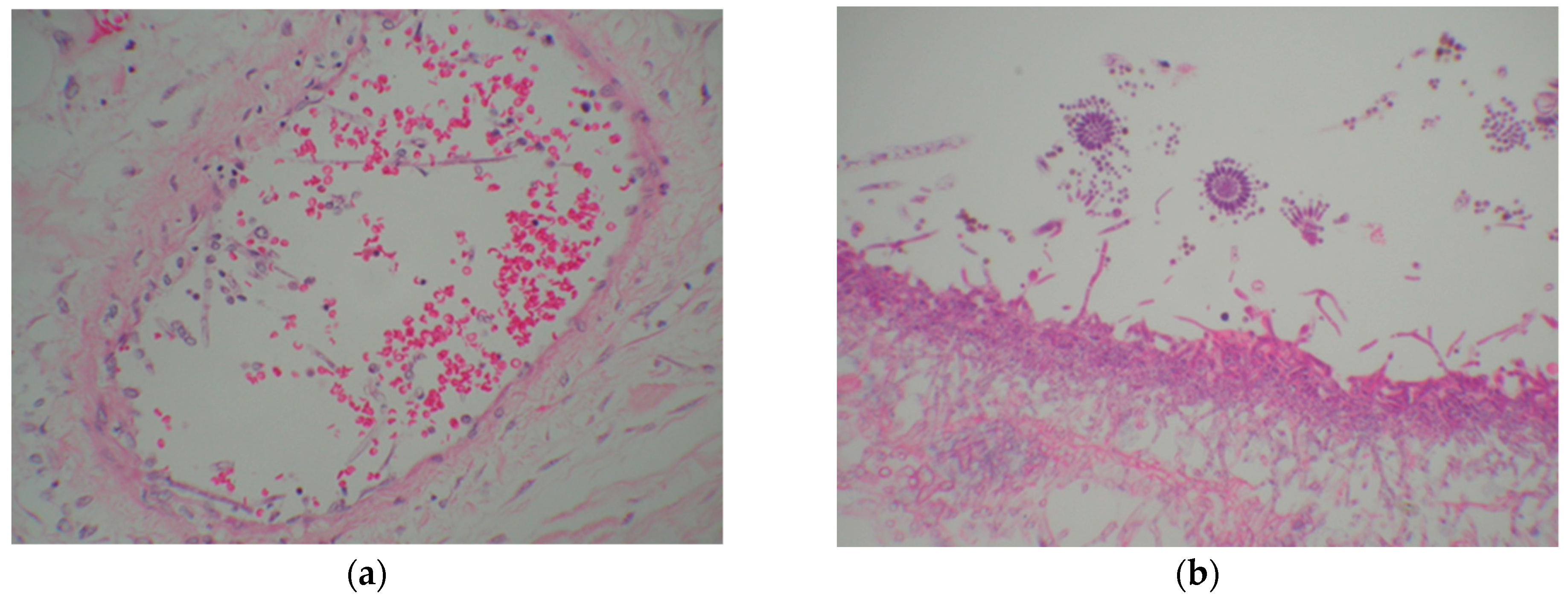 Ebj 02 00013 g002 Ebj 02 00013 g002