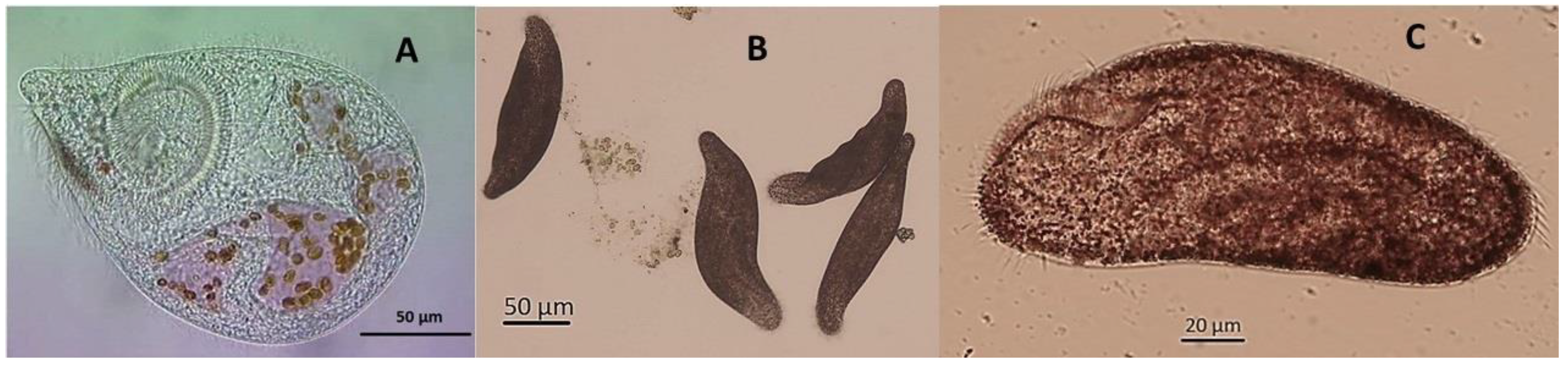 Ecologies 03 00017 g001