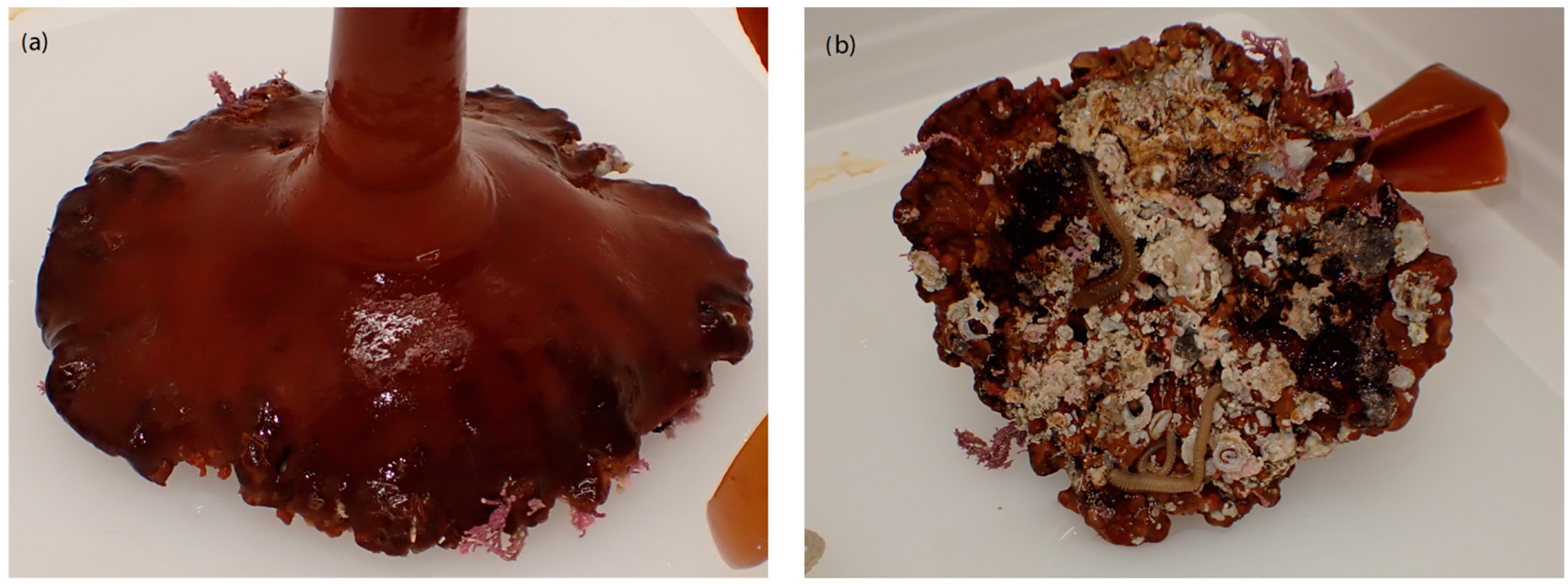 Ecologies 05 00014 g002