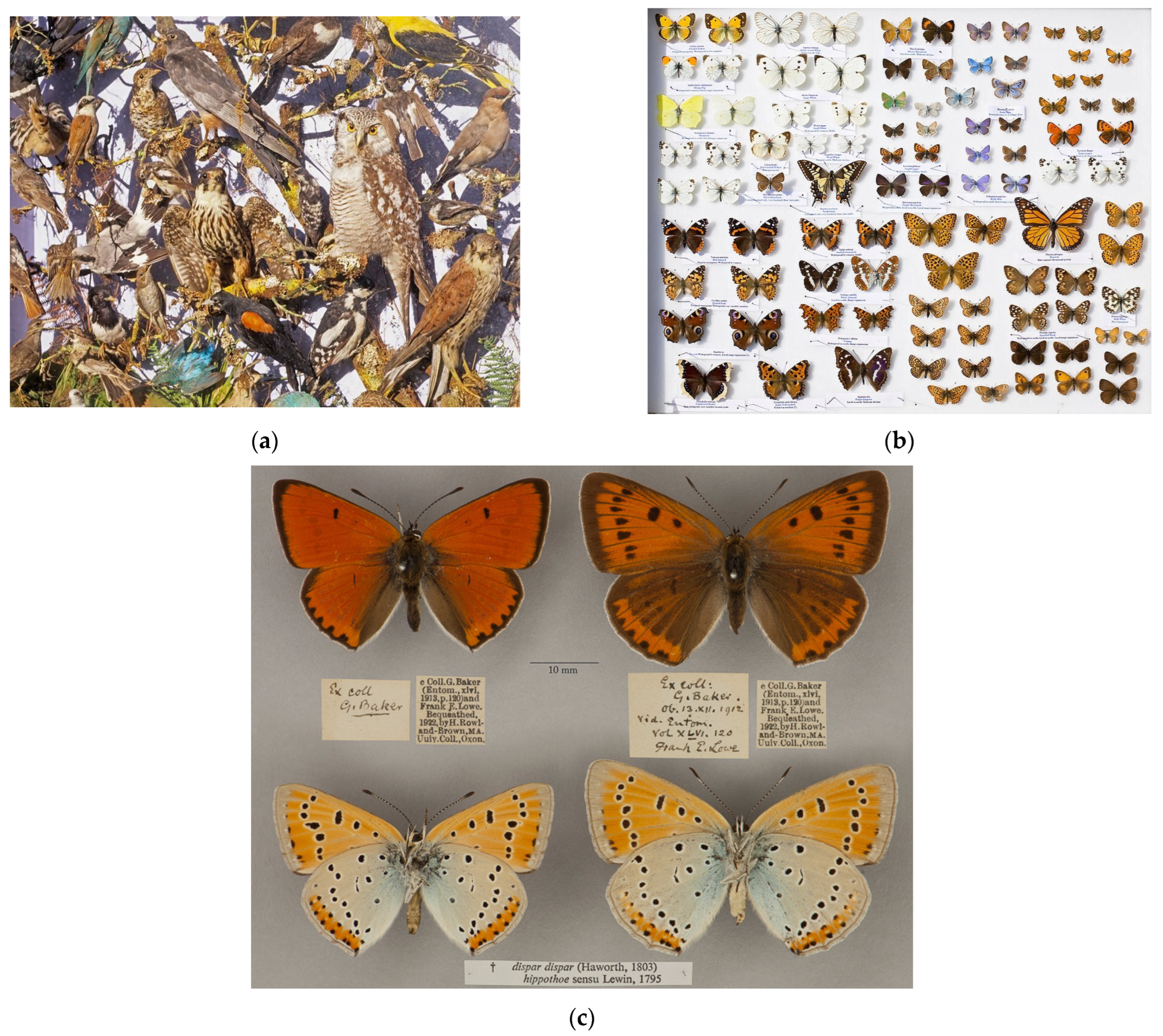 Ecologies 06 00033 g002