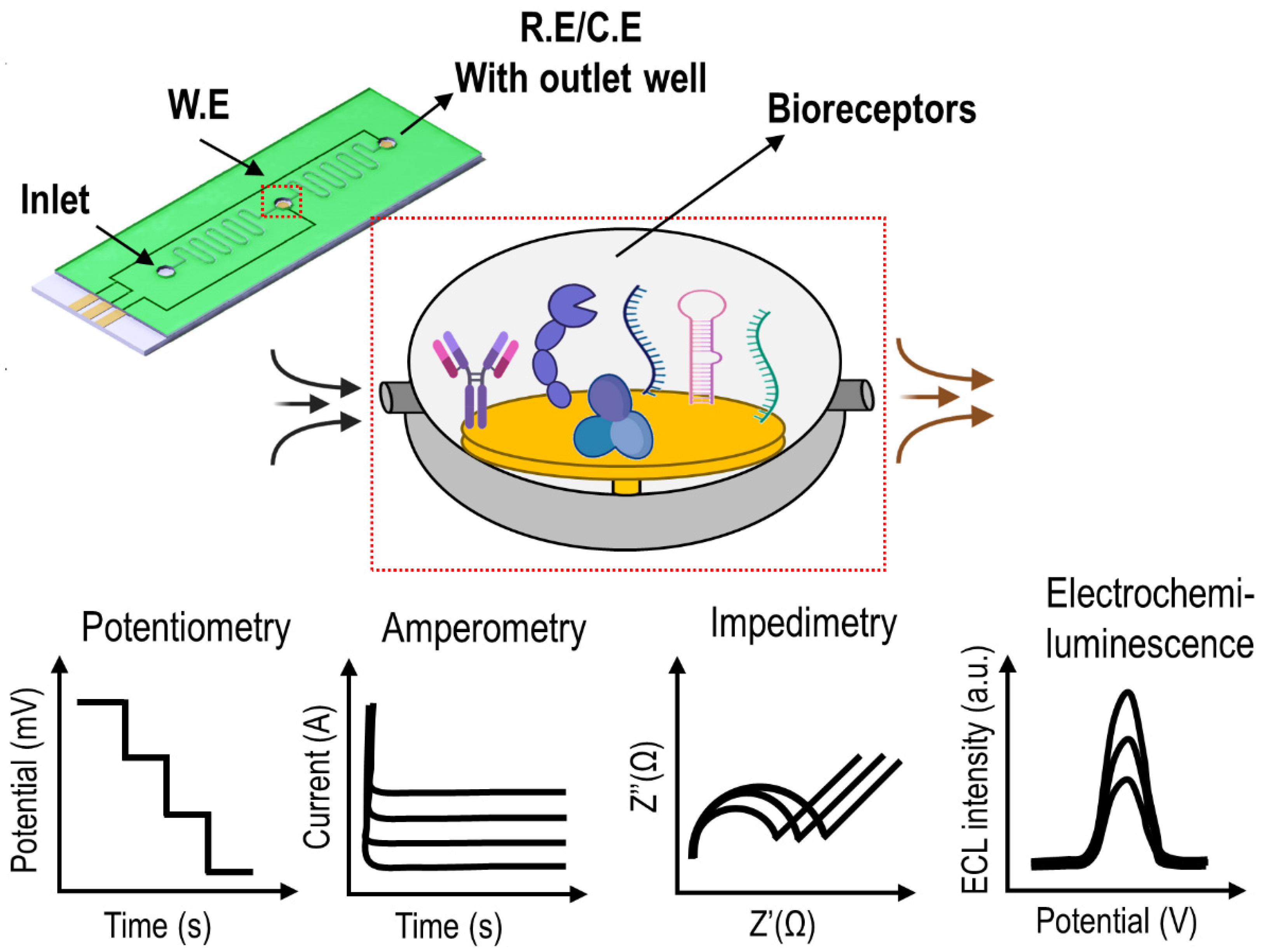 Application Potentiality of Delayed Luminescenc in Medicine